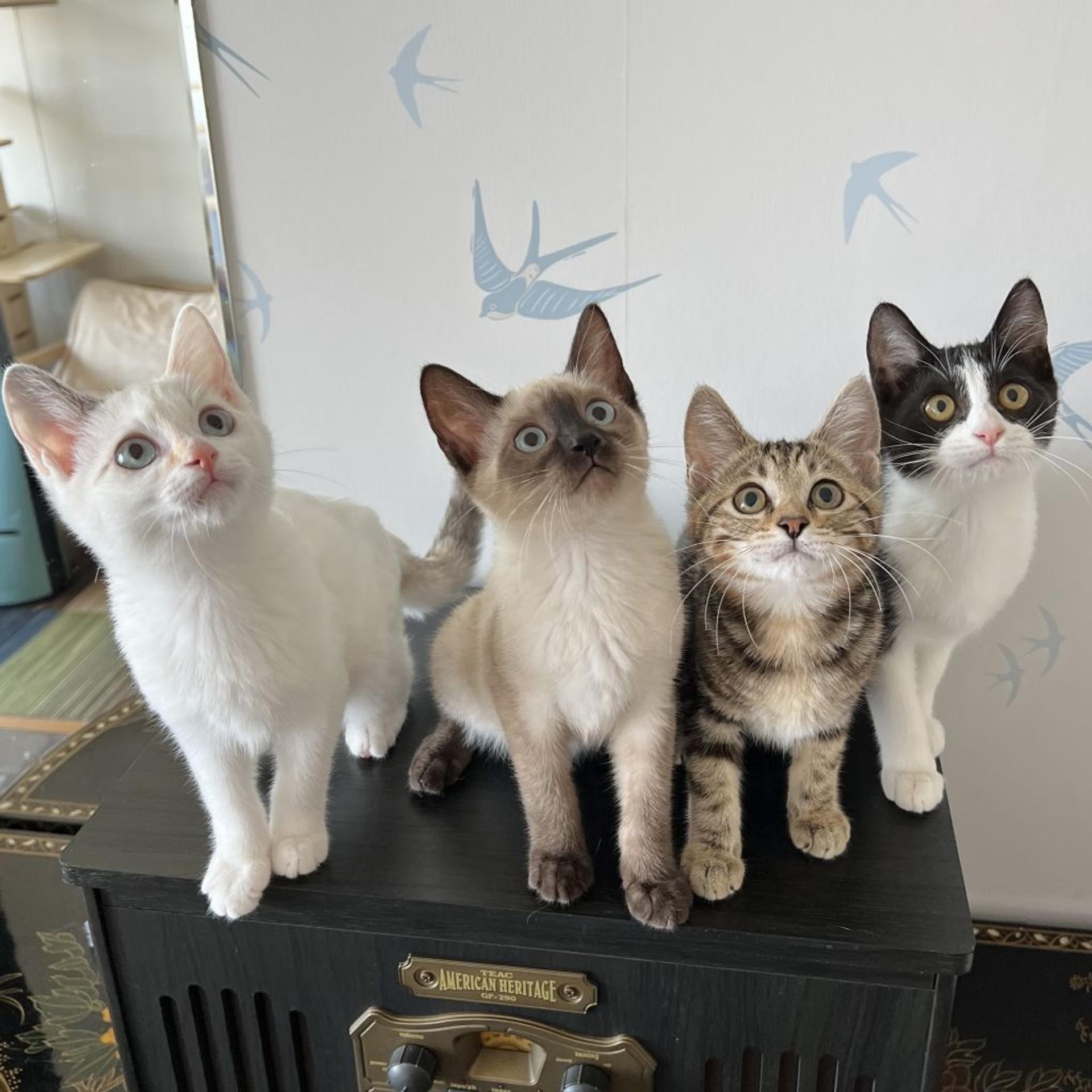pet-image-10