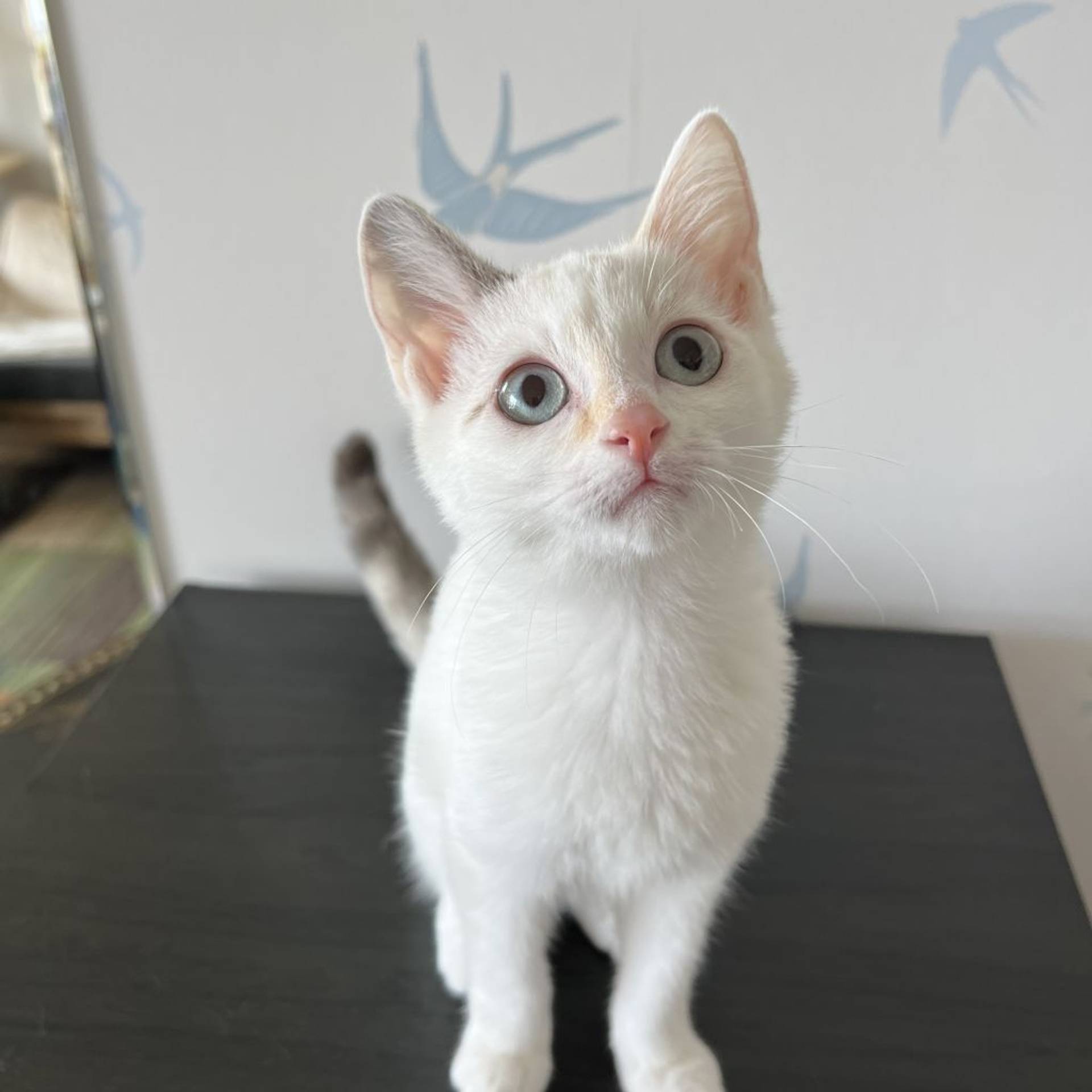 雑種（ミックス猫）・メスの里親募集の写真