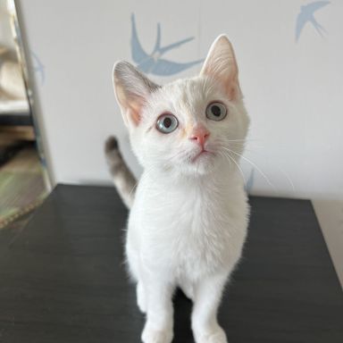 ミファの写真