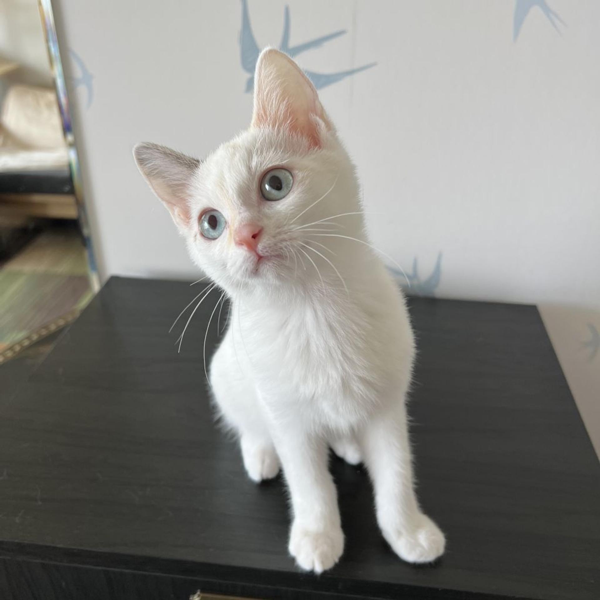 pet-image-3