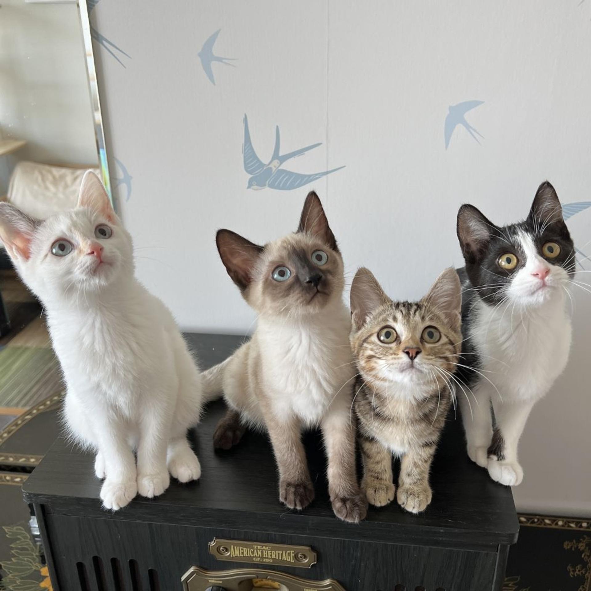 pet-image-8