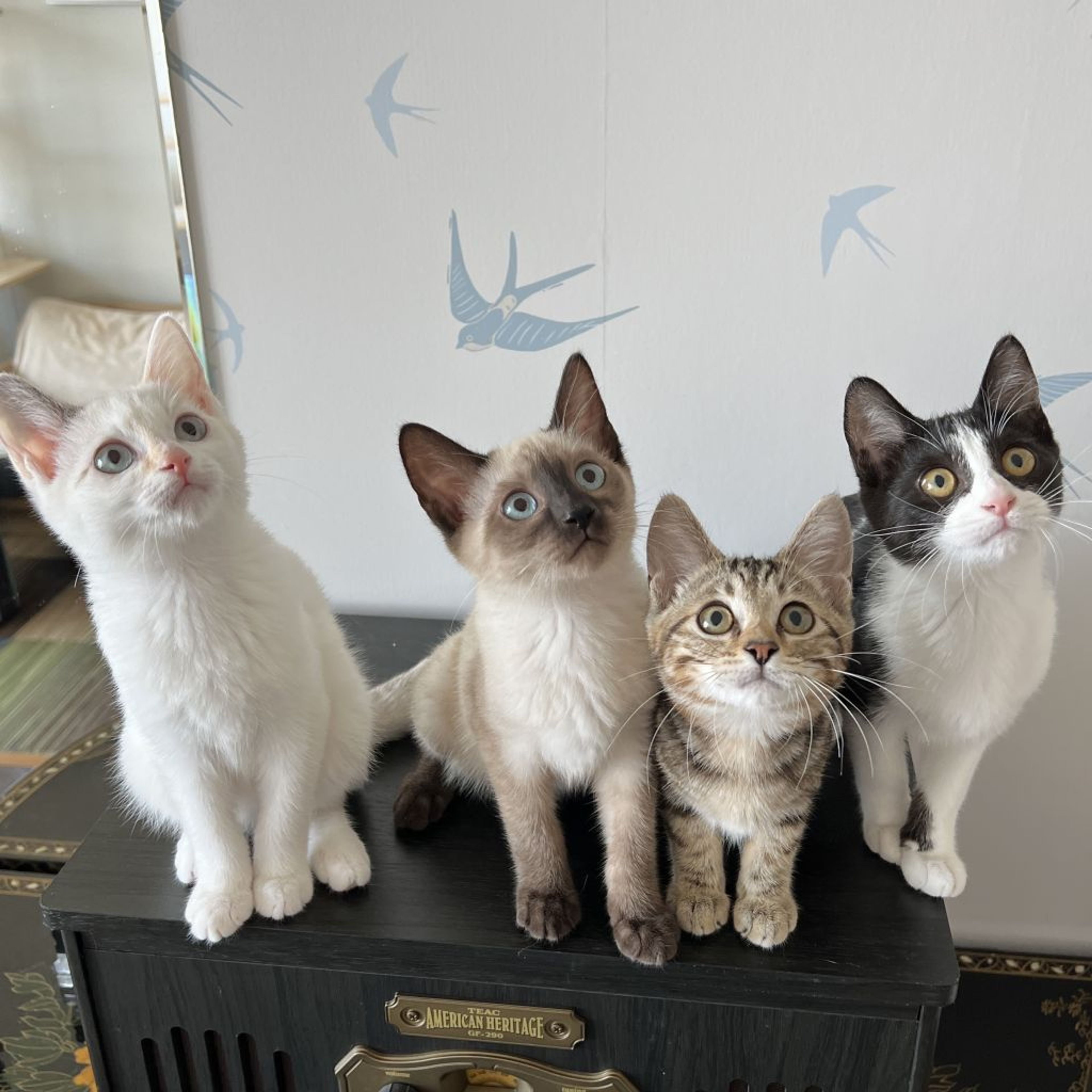 pet-image-8