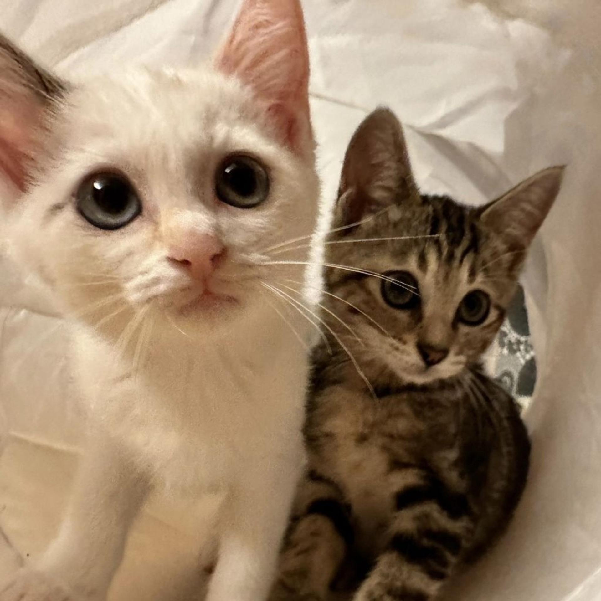pet-image-9