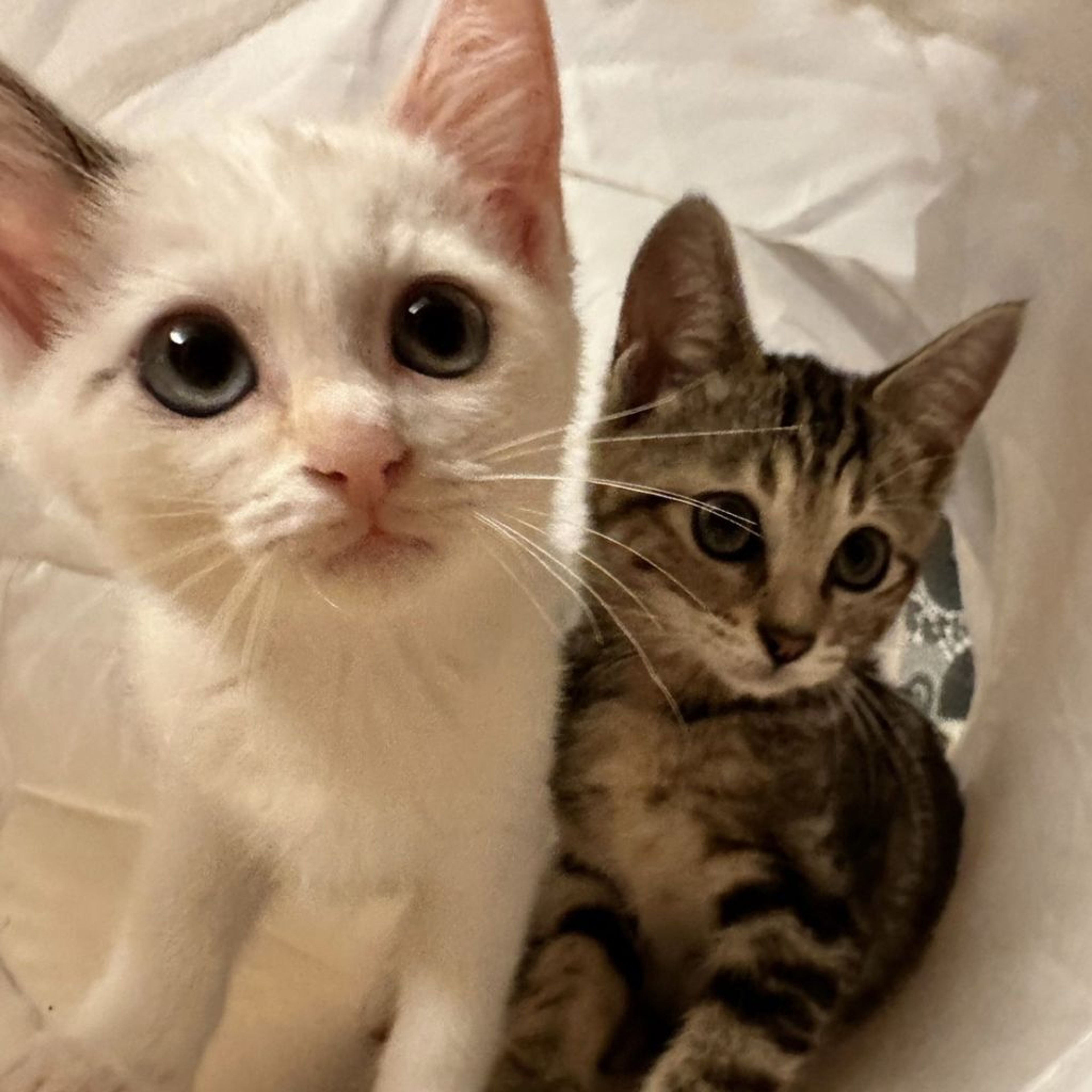 pet-image-9