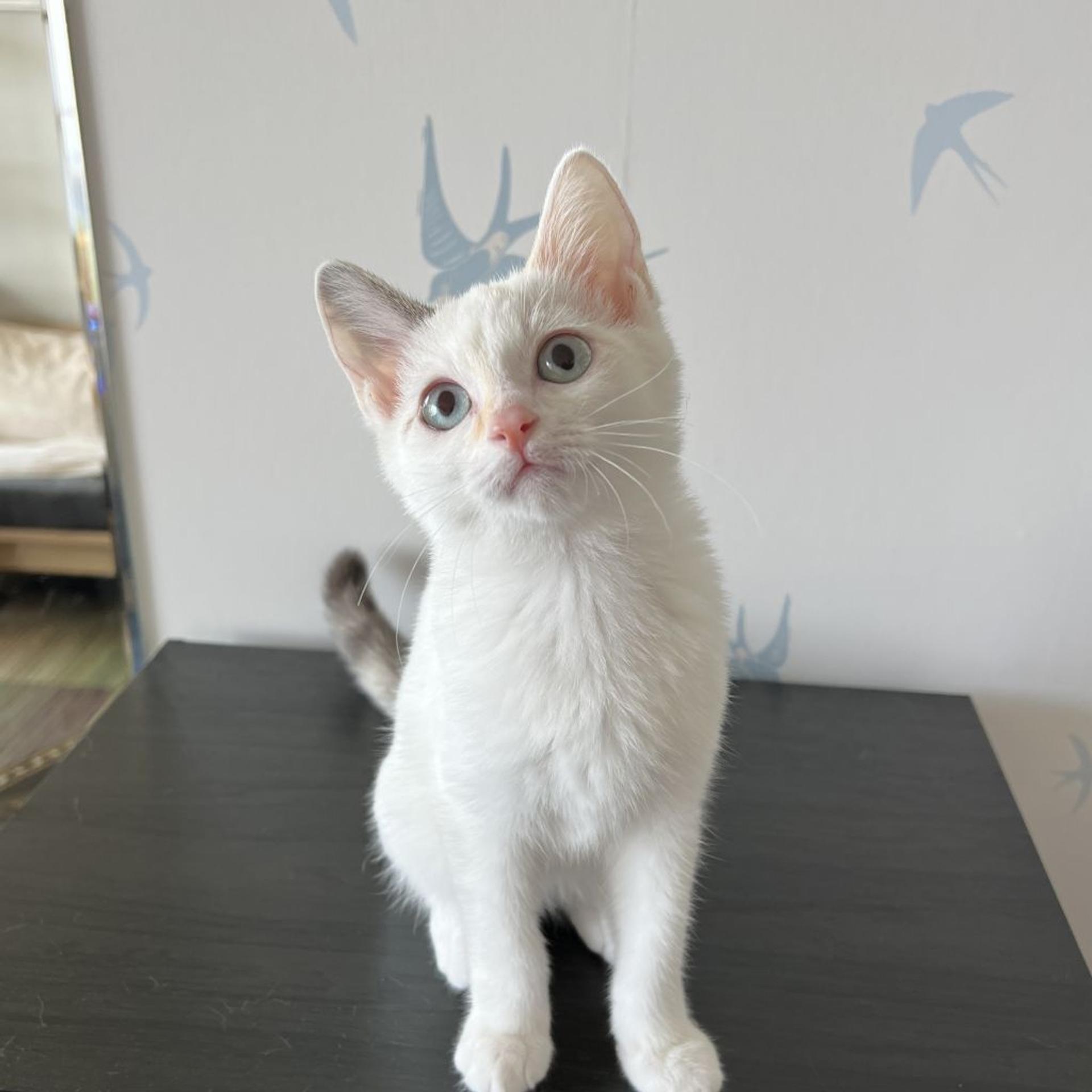 pet-image-10