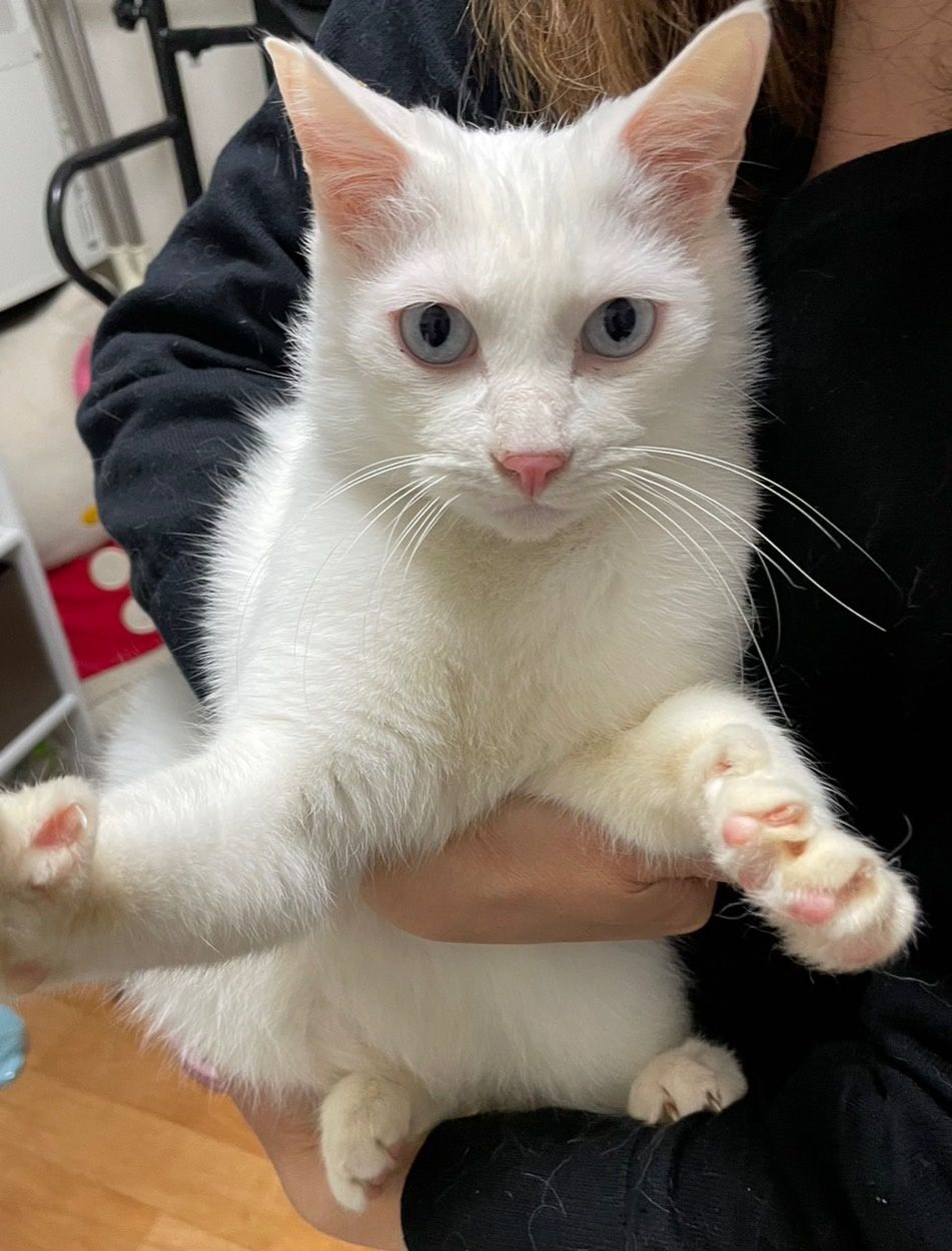 雑種（ミックス猫）・オスの里親募集の写真
