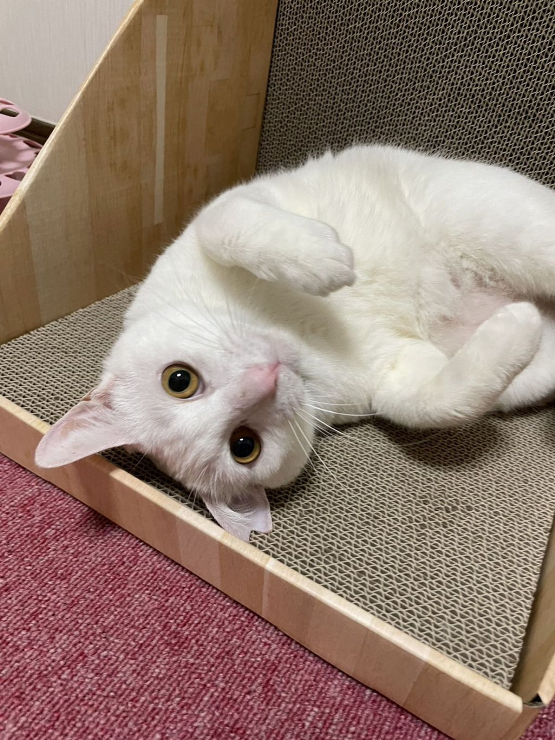 雑種（ミックス猫）・オスの里親募集の写真