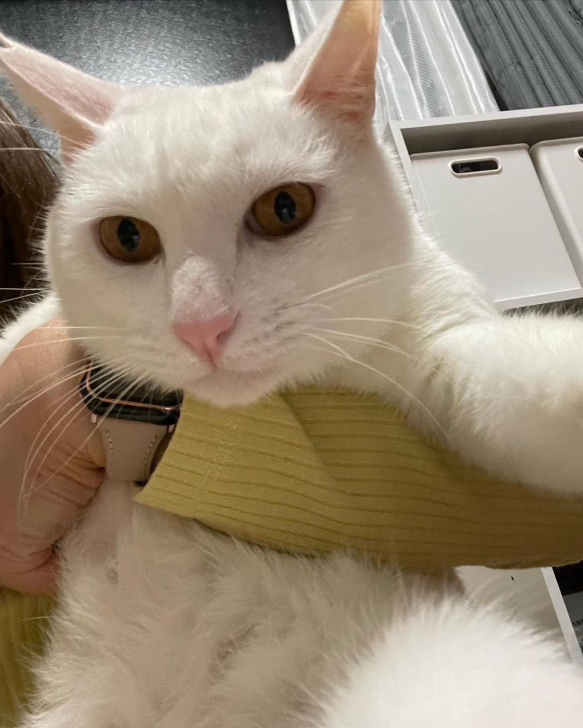 pet-image-2