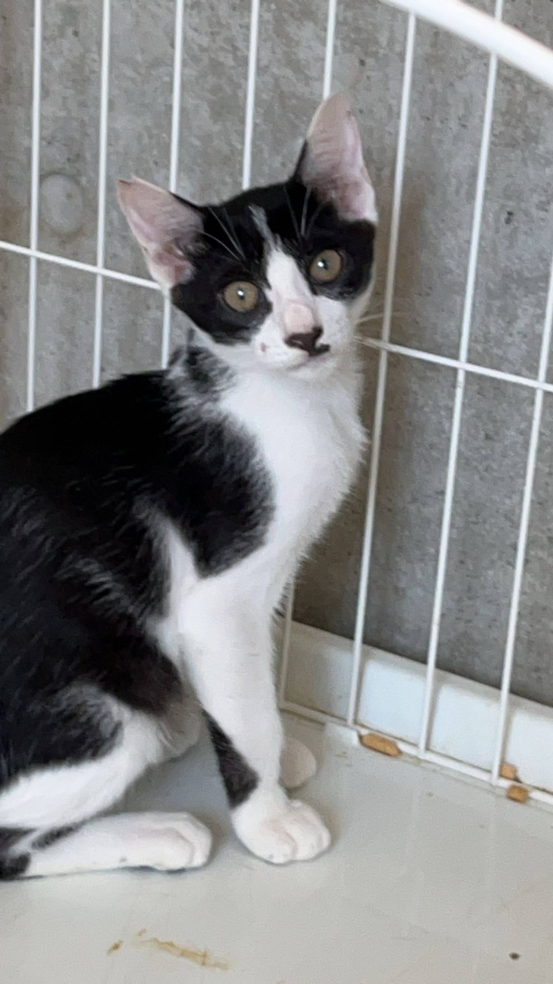 日本猫・オスの里親募集の写真