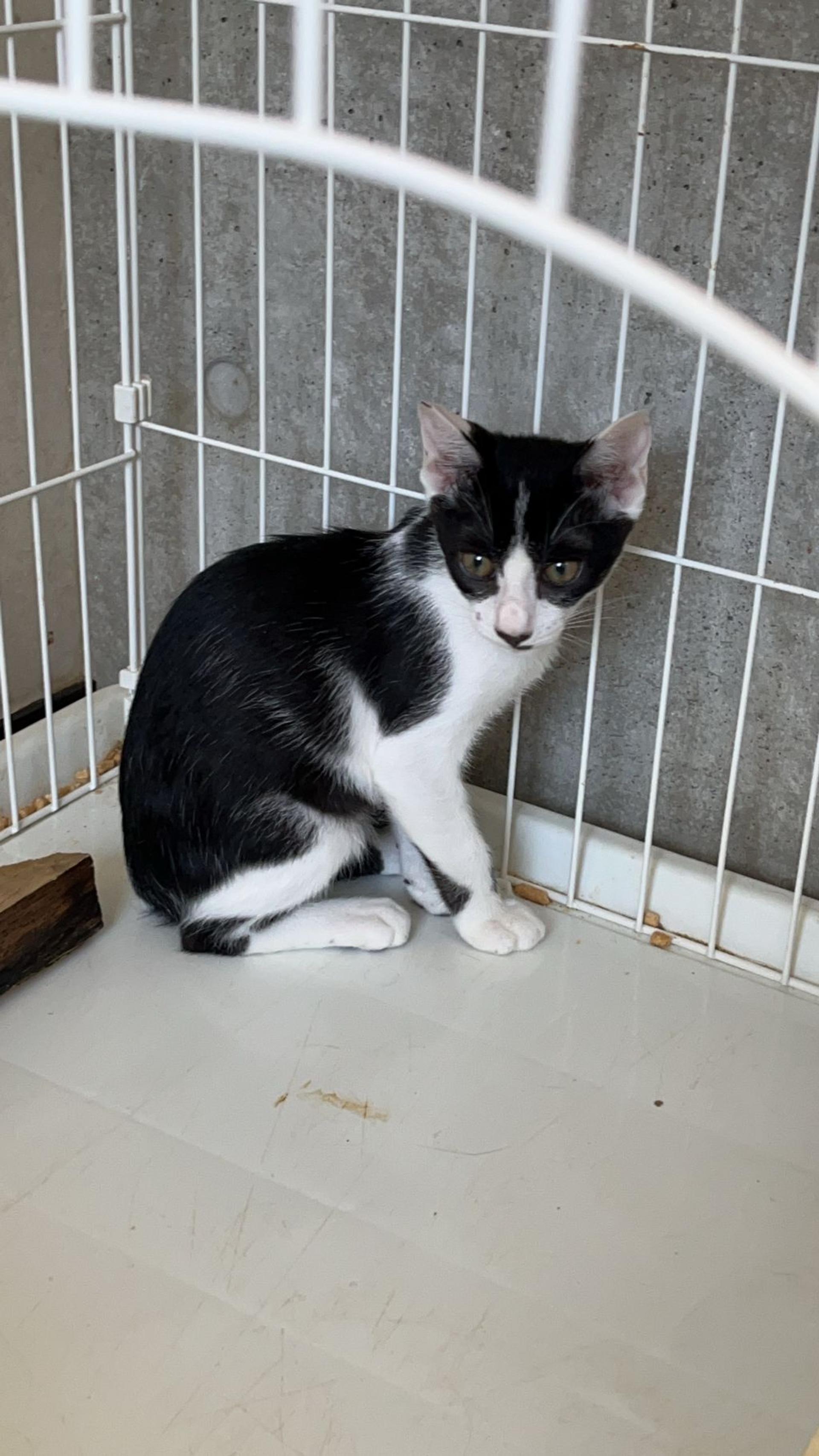 pet-image-2