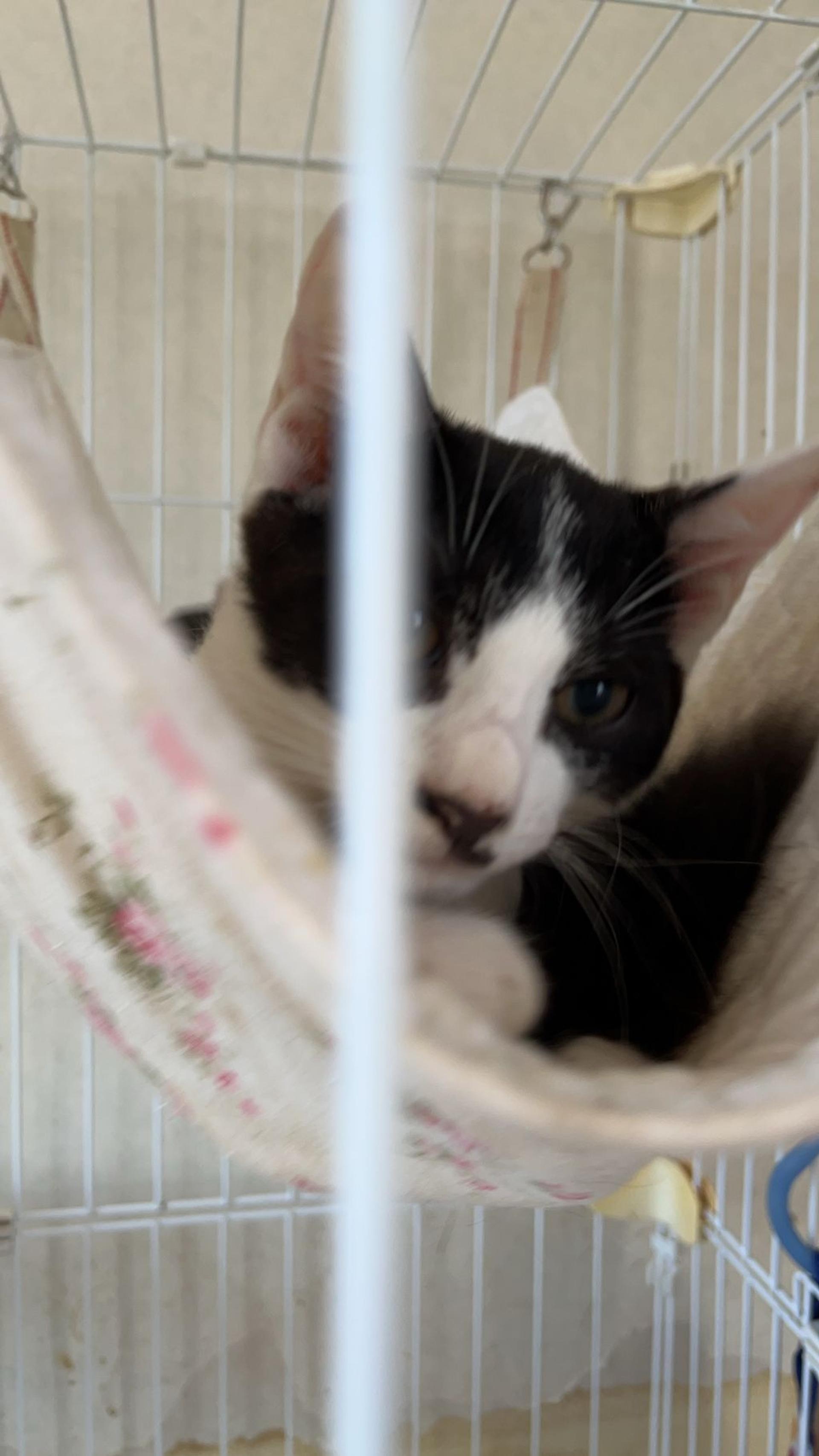 pet-image-4