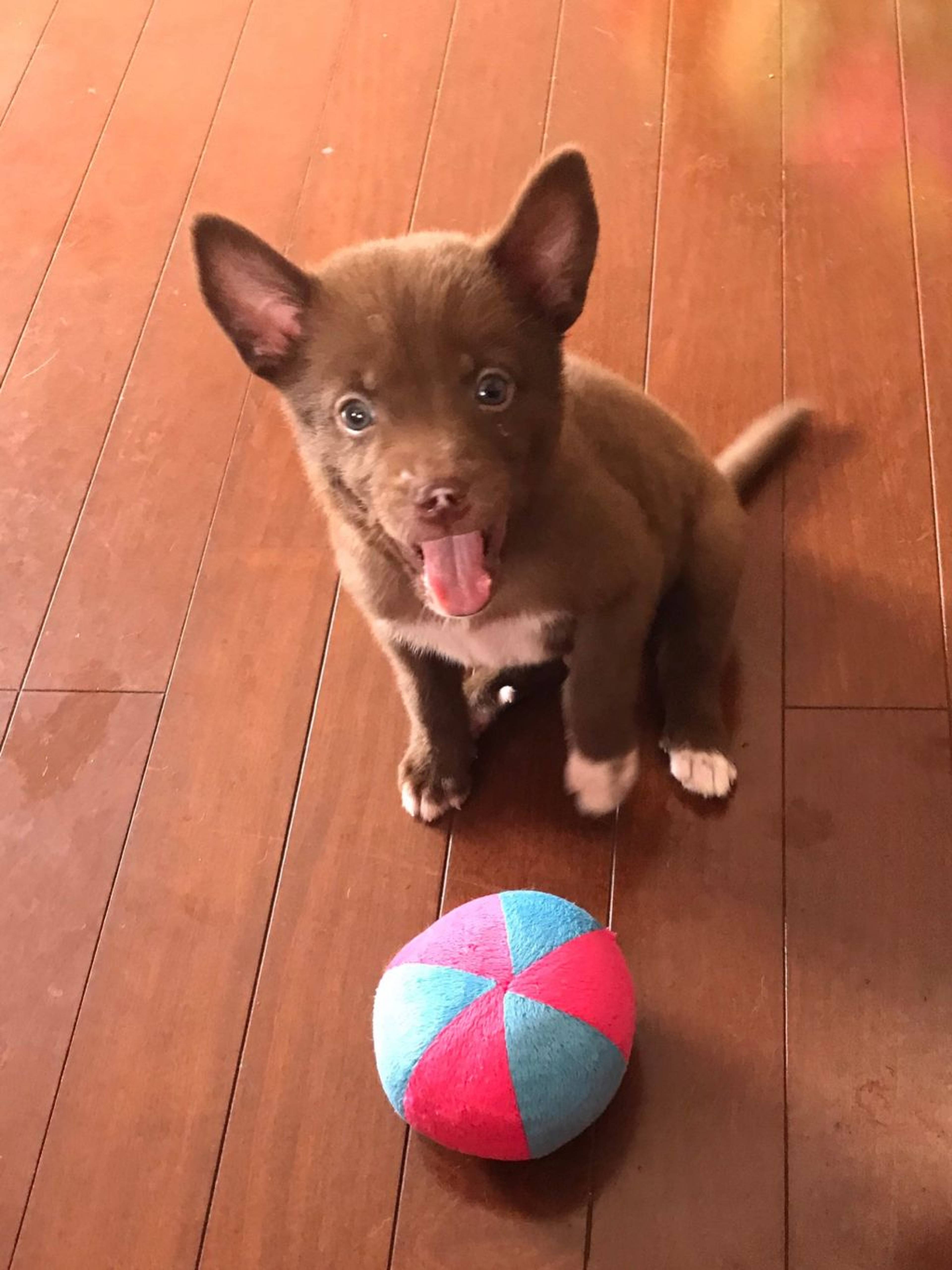 雑種（ミックス犬）・オスの里親募集の写真