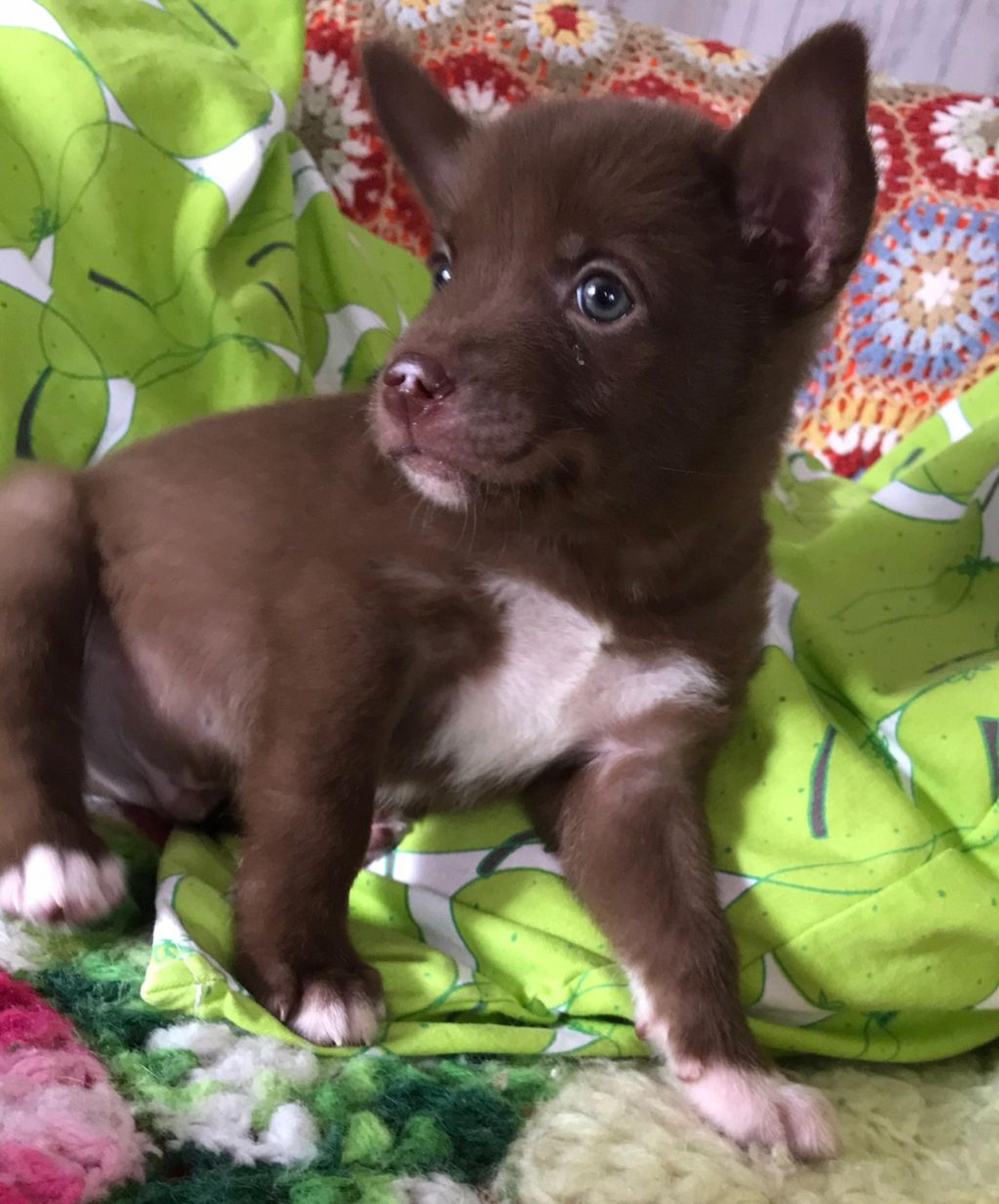 pet-image-2