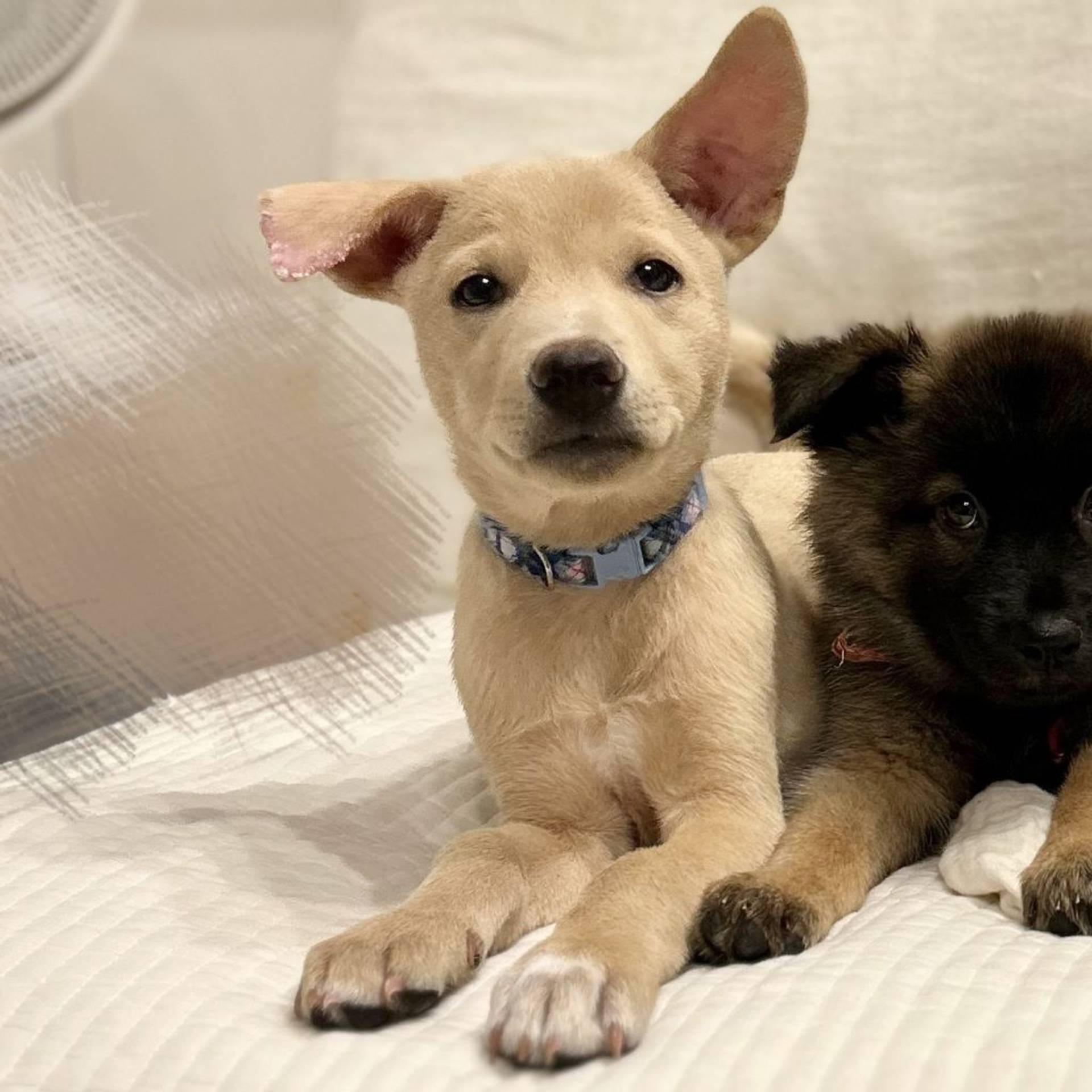 雑種（ミックス犬）・オスの里親募集の写真