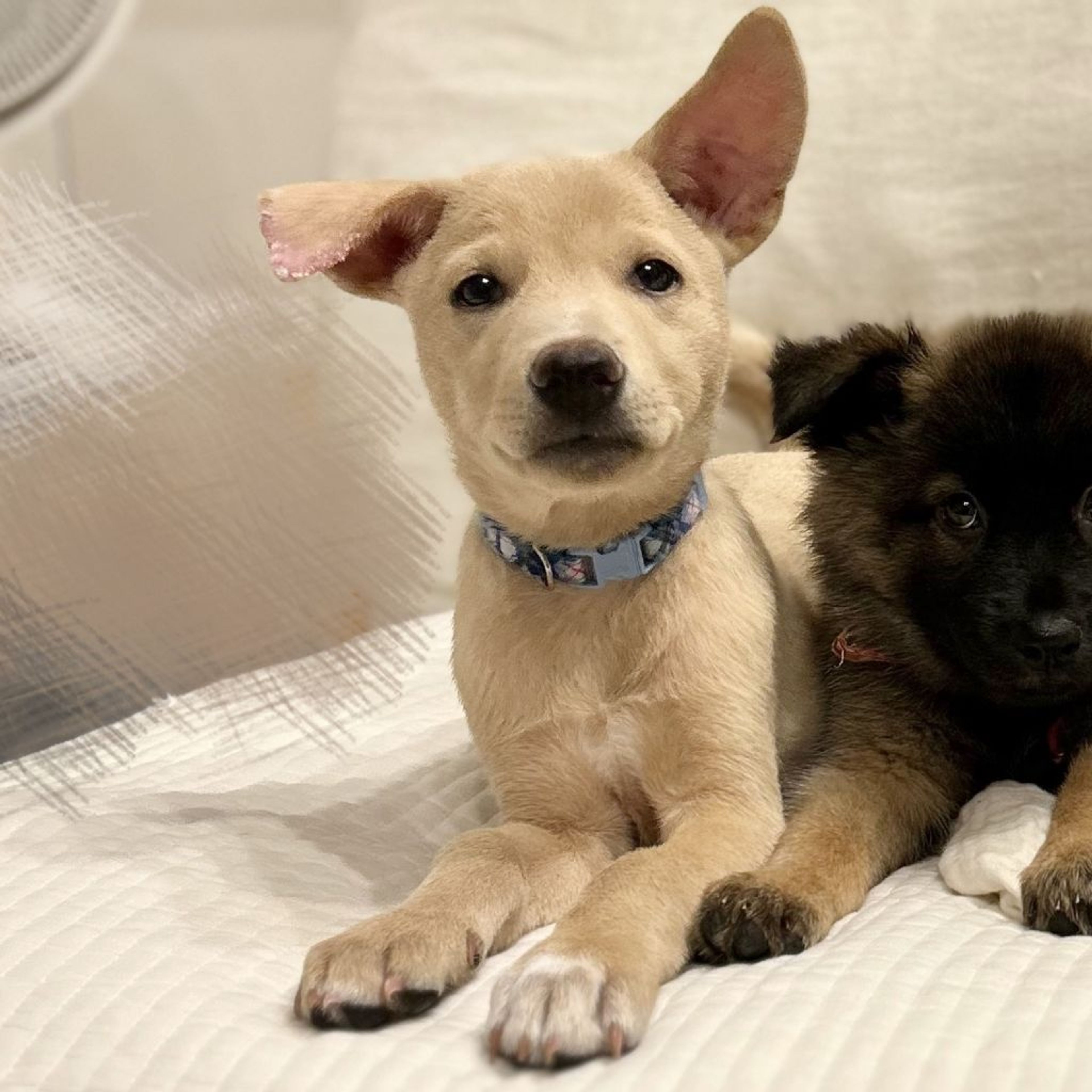 雑種（ミックス犬）・オスの里親募集の写真