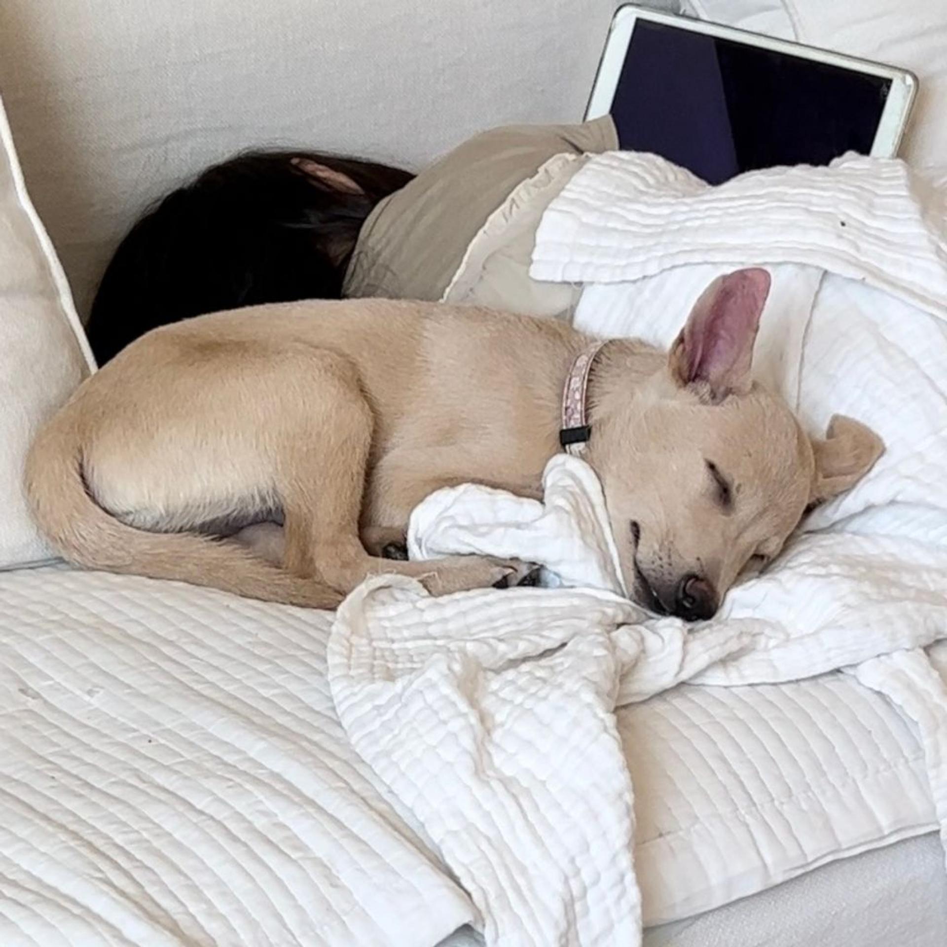 pet-image-2