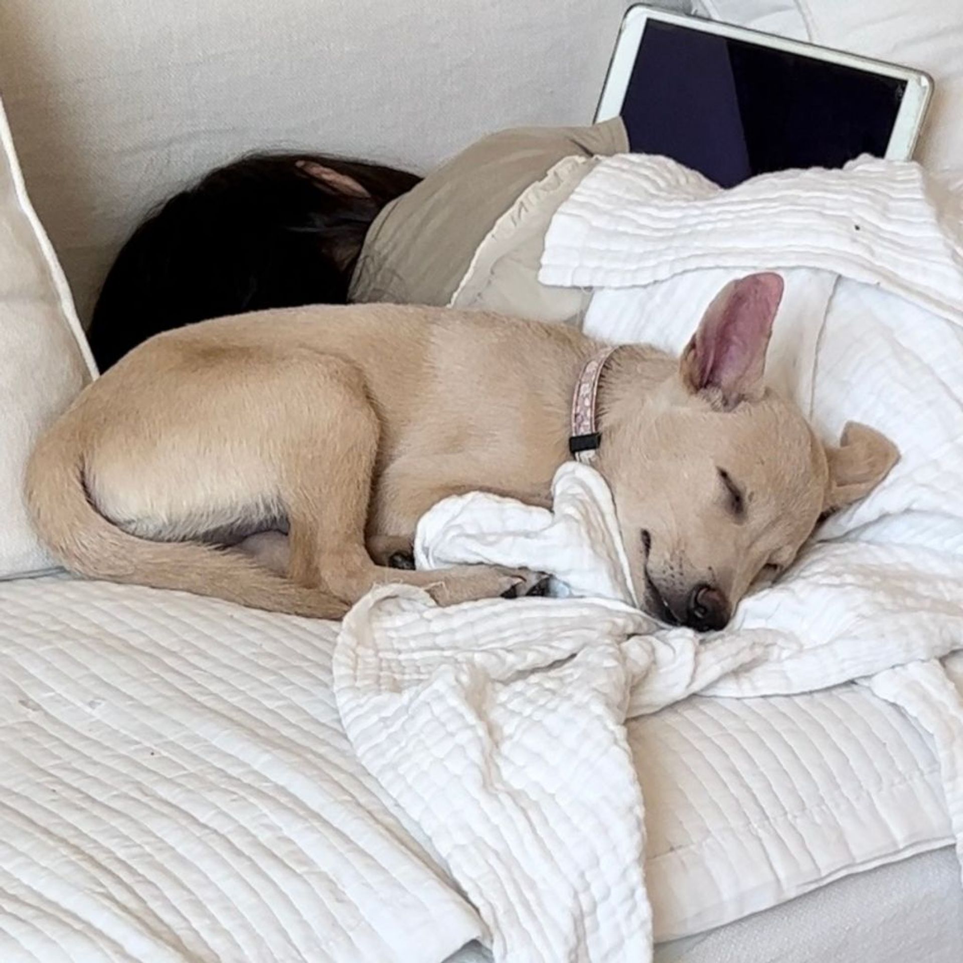 雑種（ミックス犬）・オスの里親募集の写真