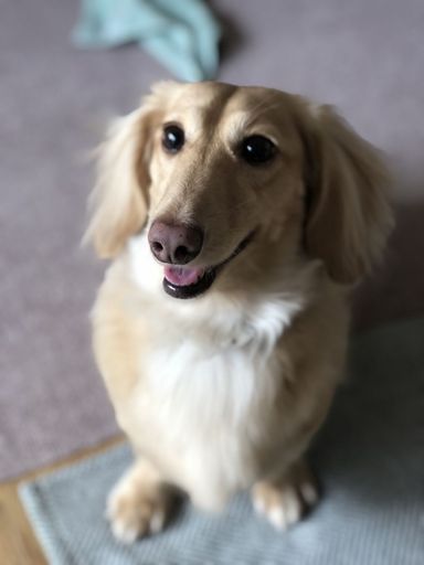 ロイの写真