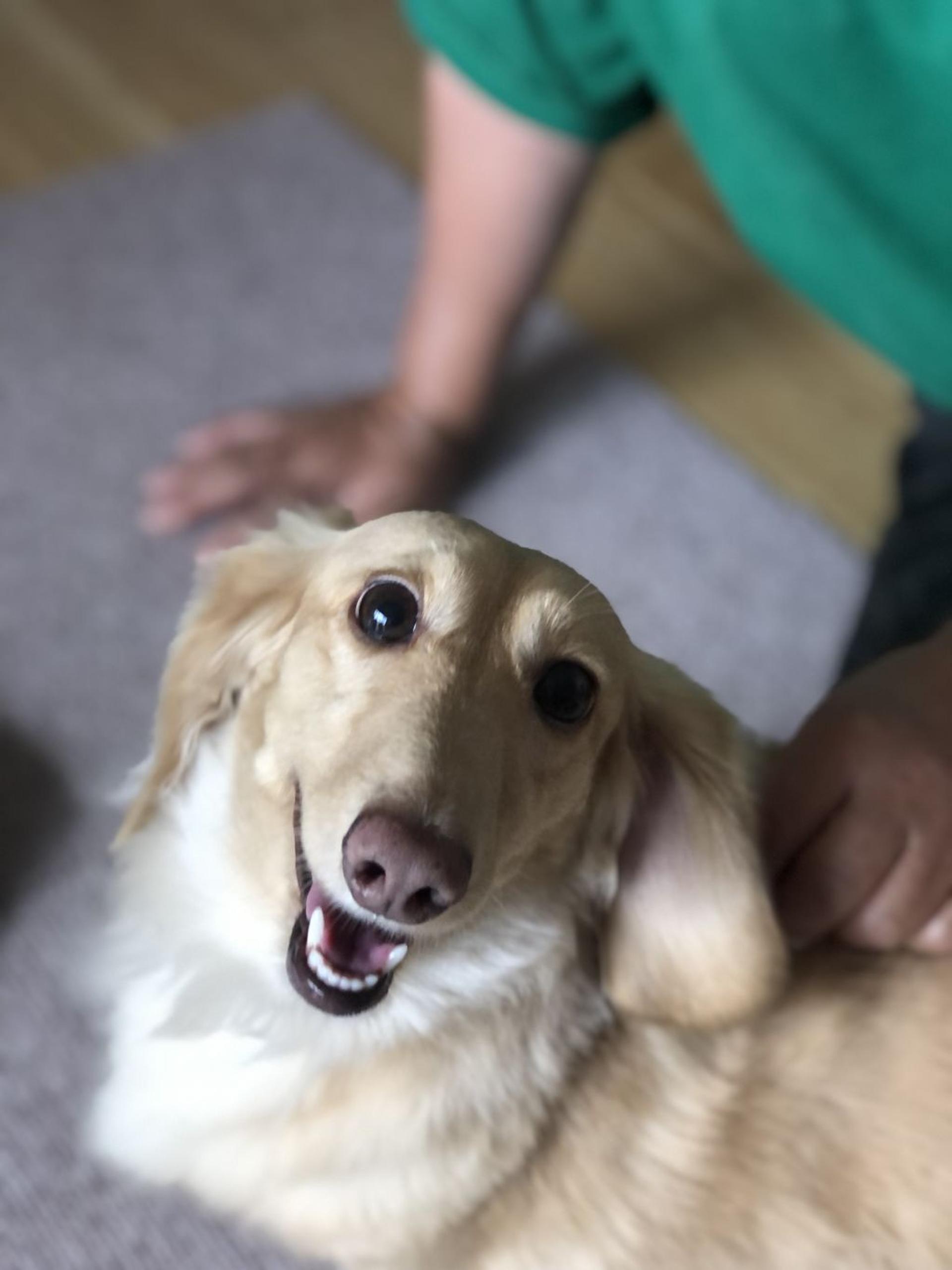 pet-image-3