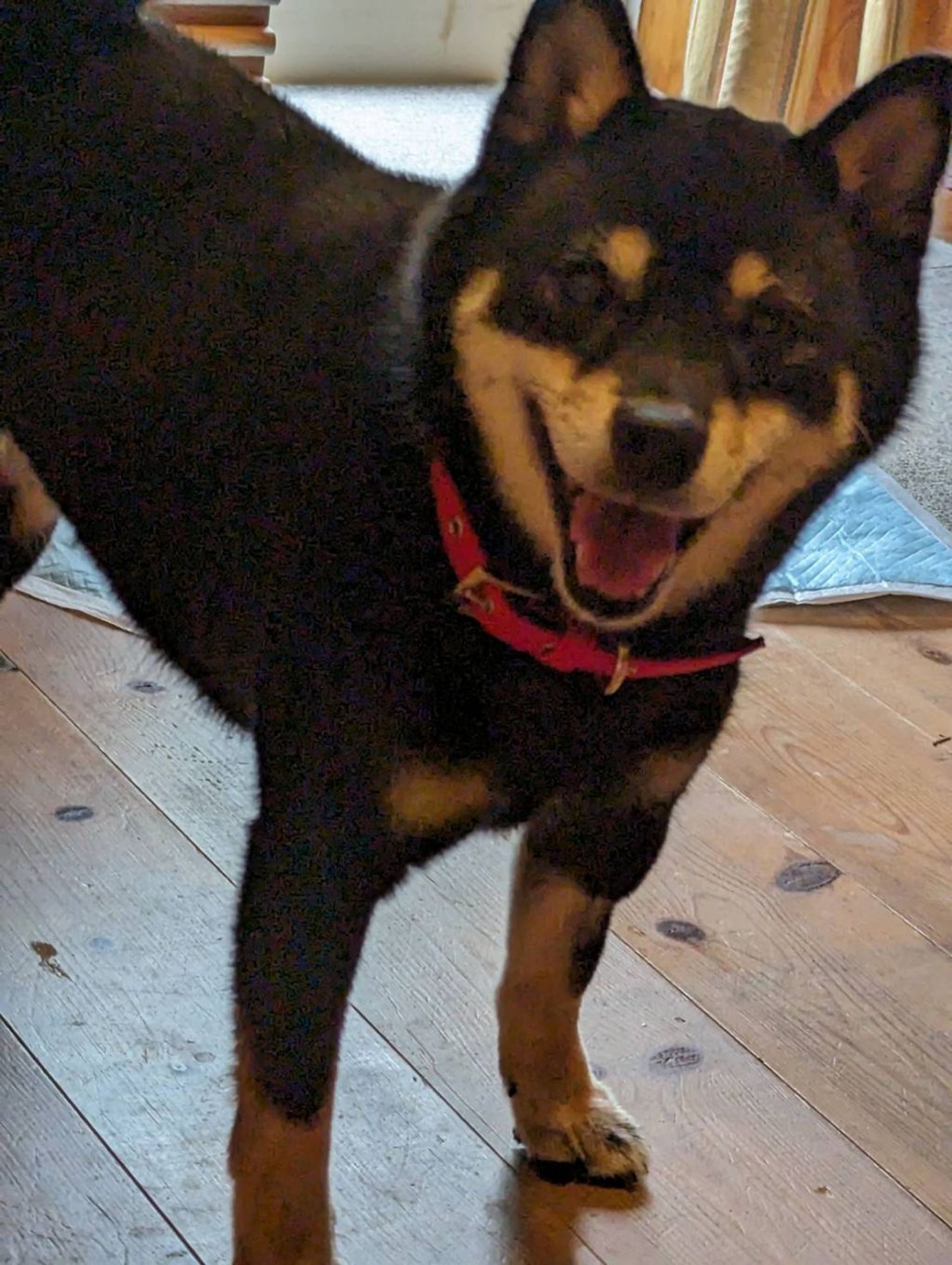柴犬・メスの里親募集の写真