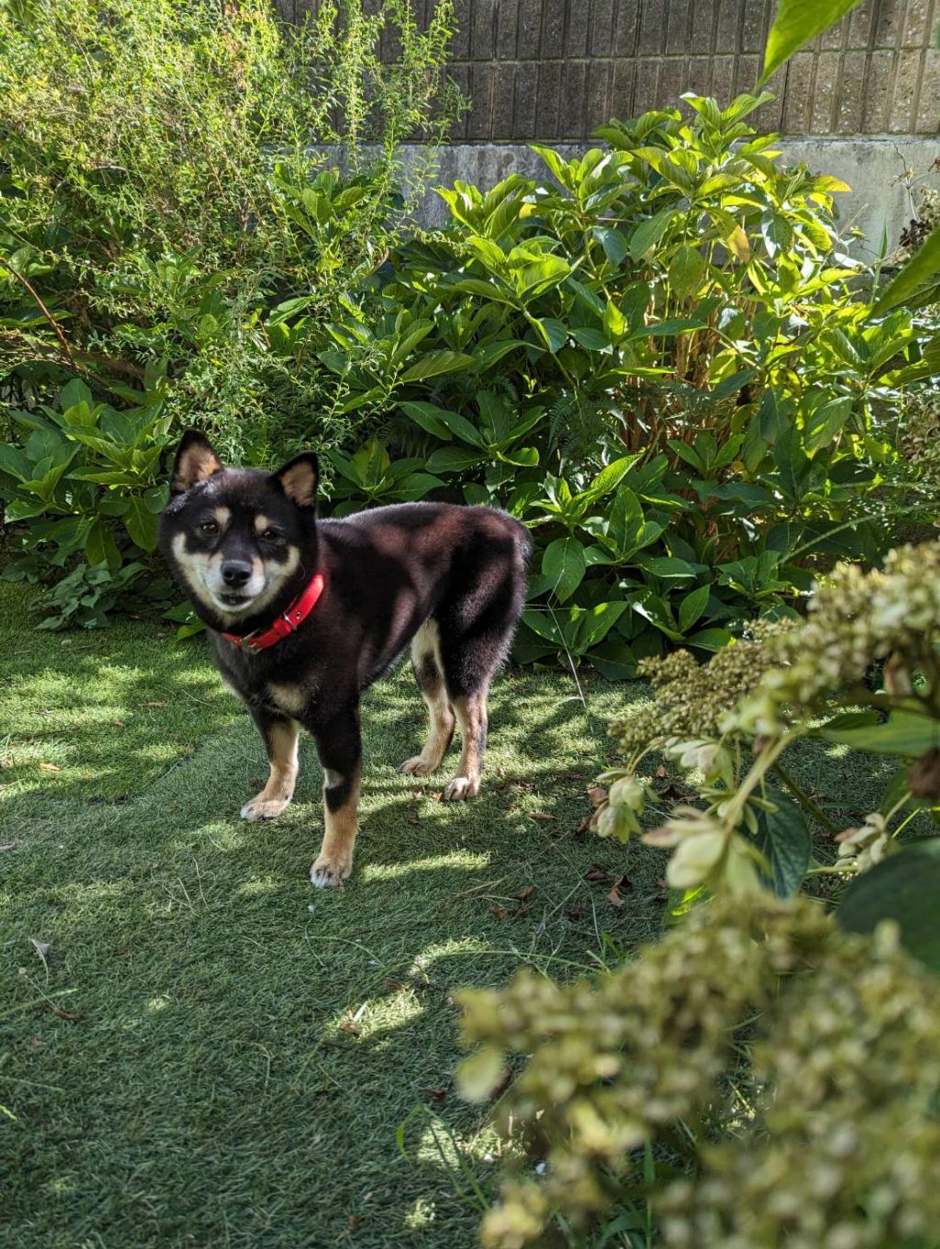pet-image-2