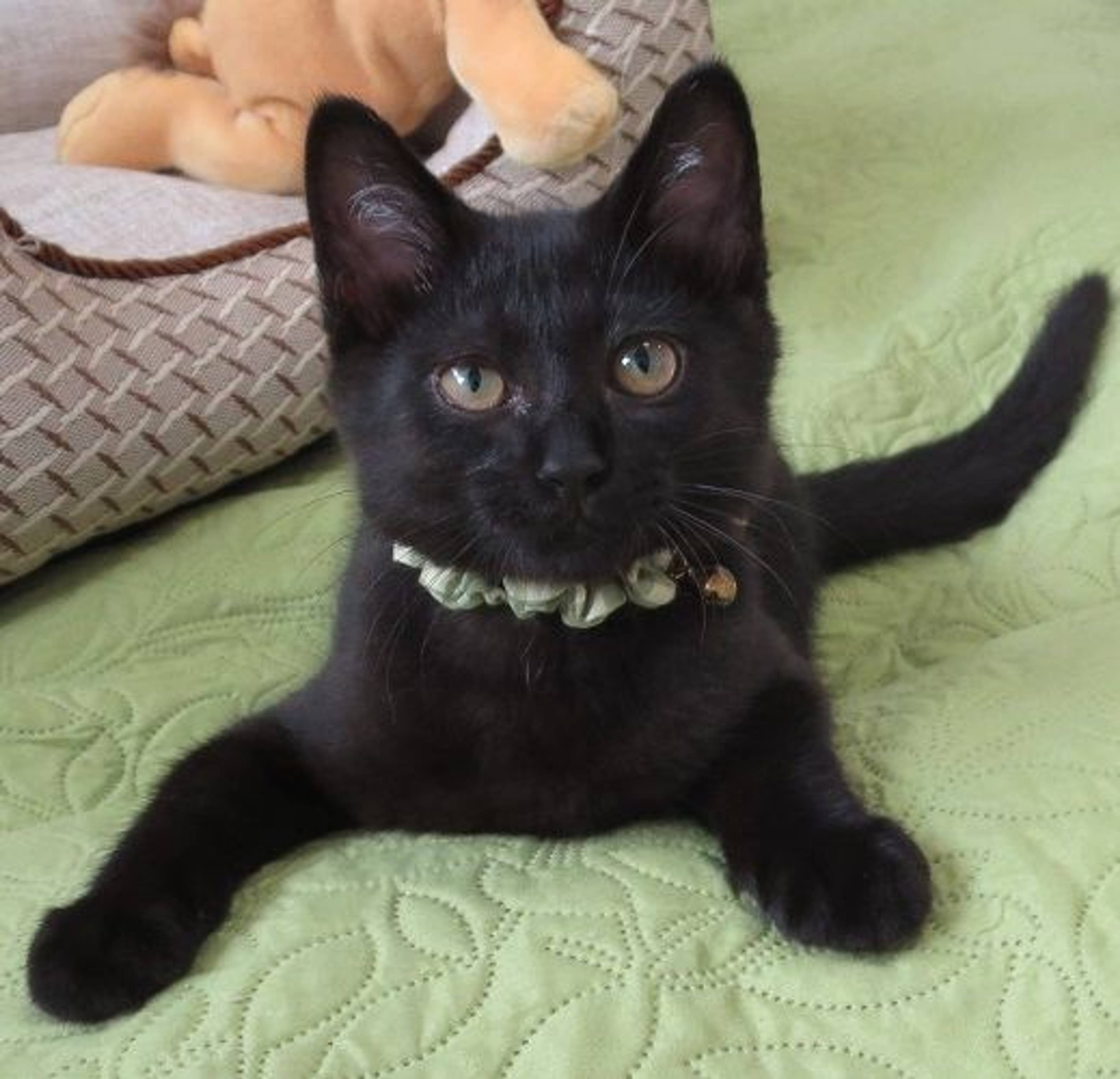 雑種（ミックス猫）・オスの里親募集の写真