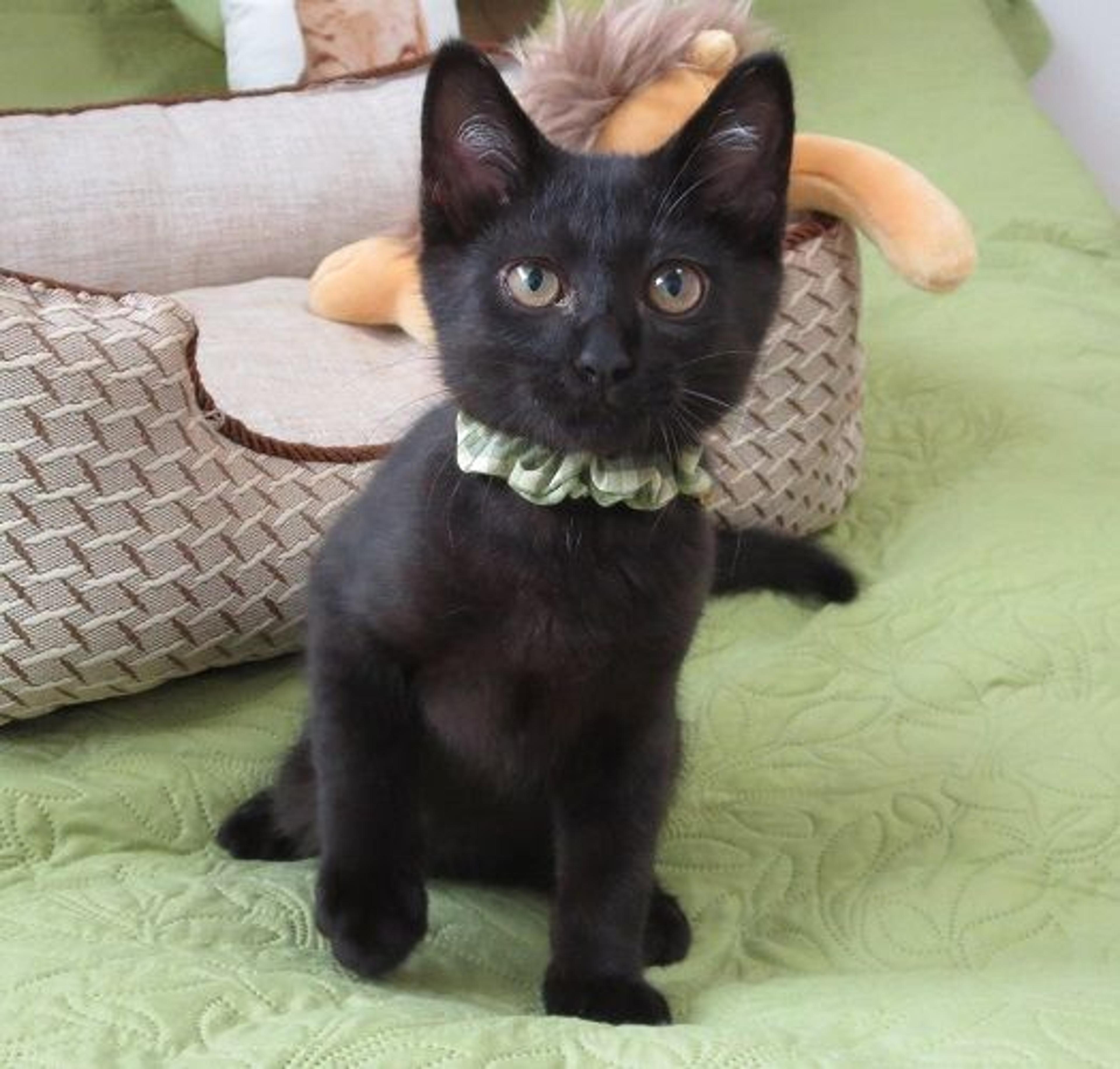pet-image-2
