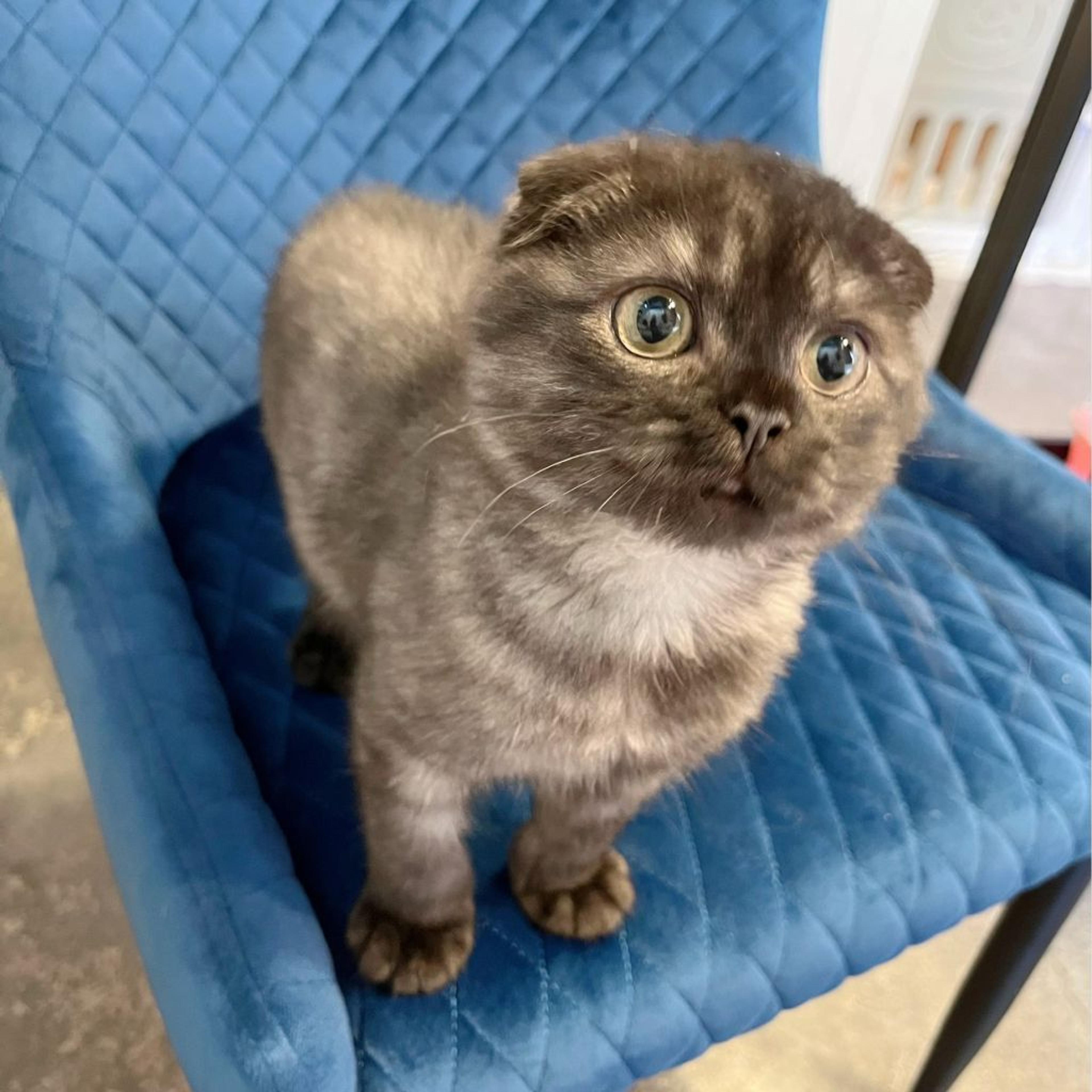 pet-image-2