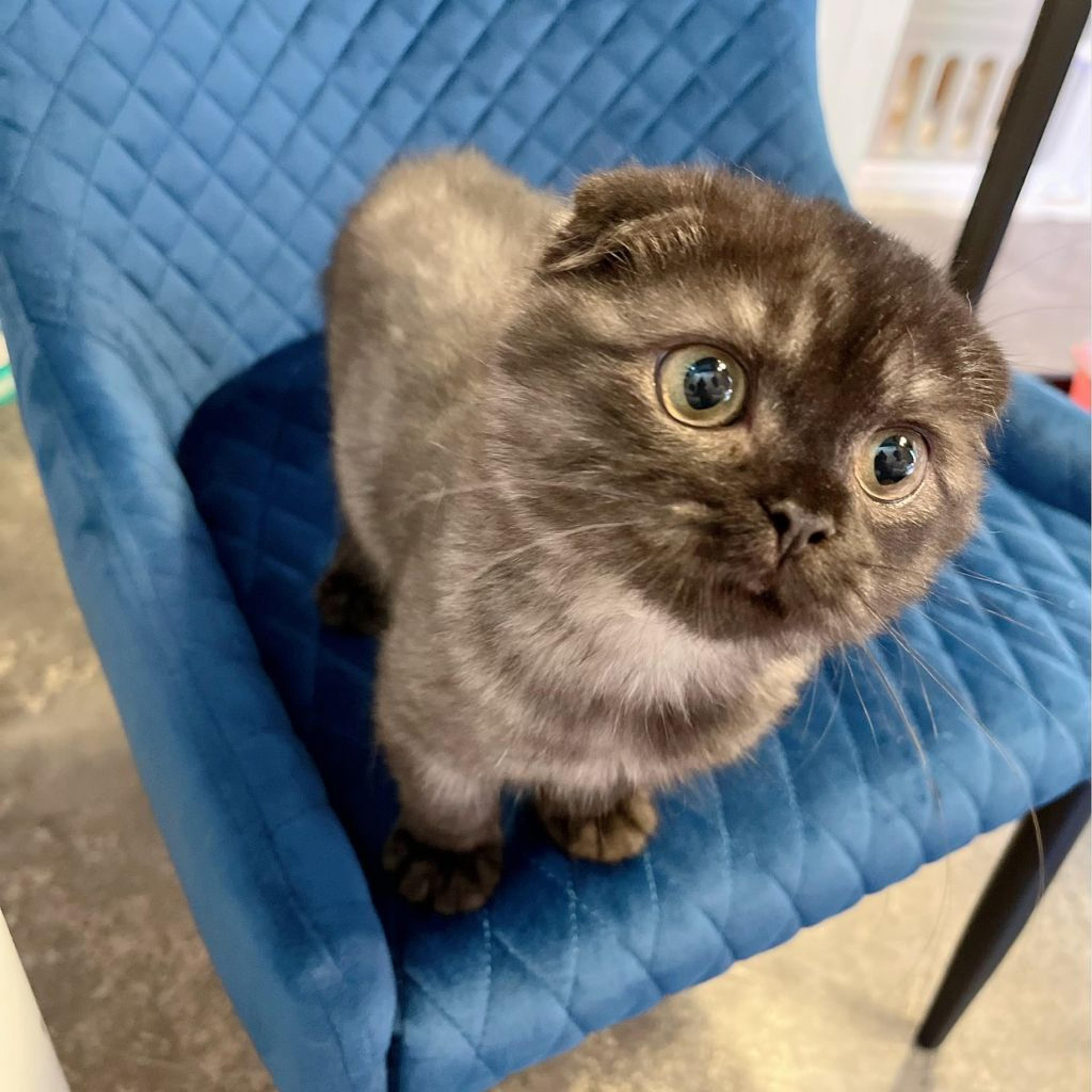 pet-image-3