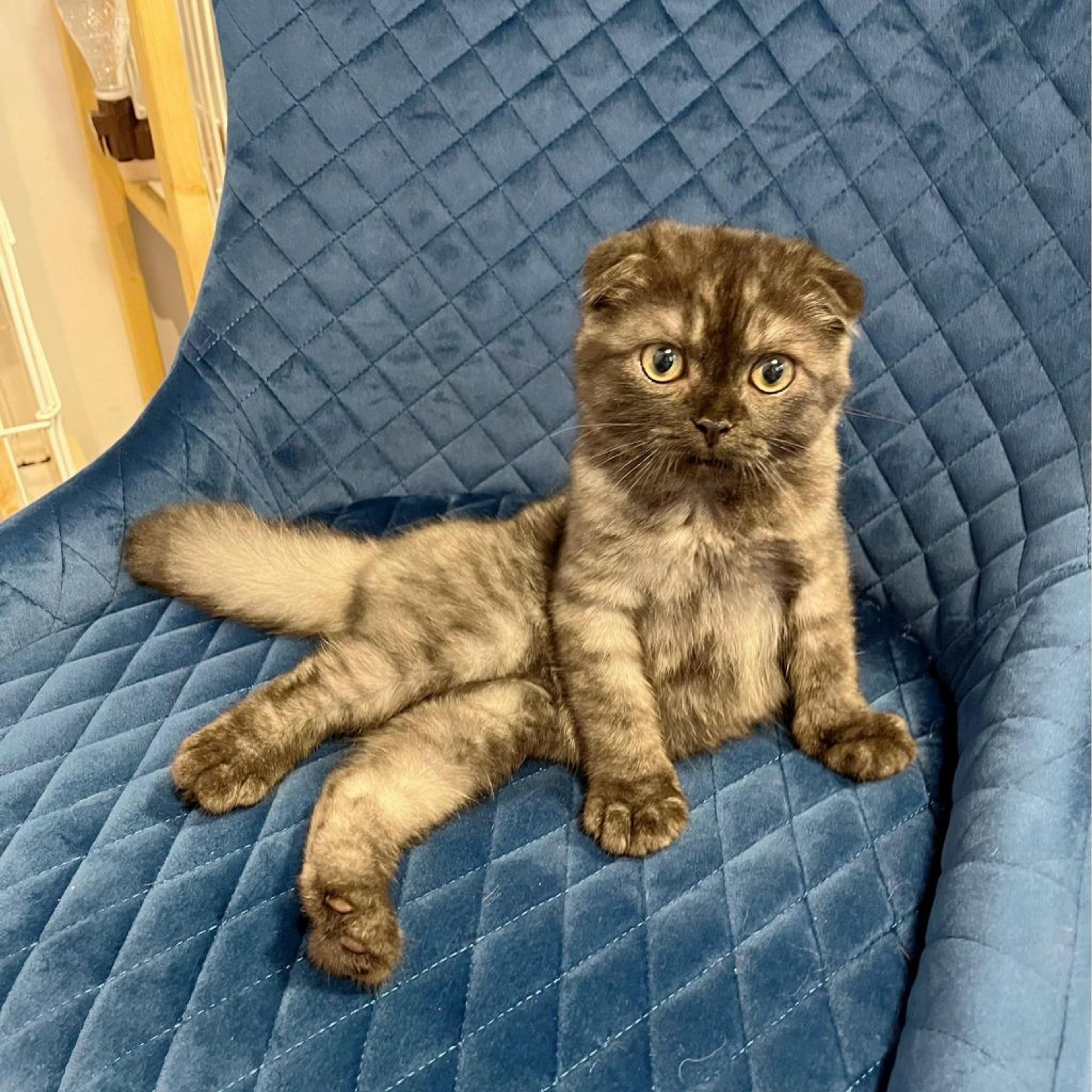 pet-image-4