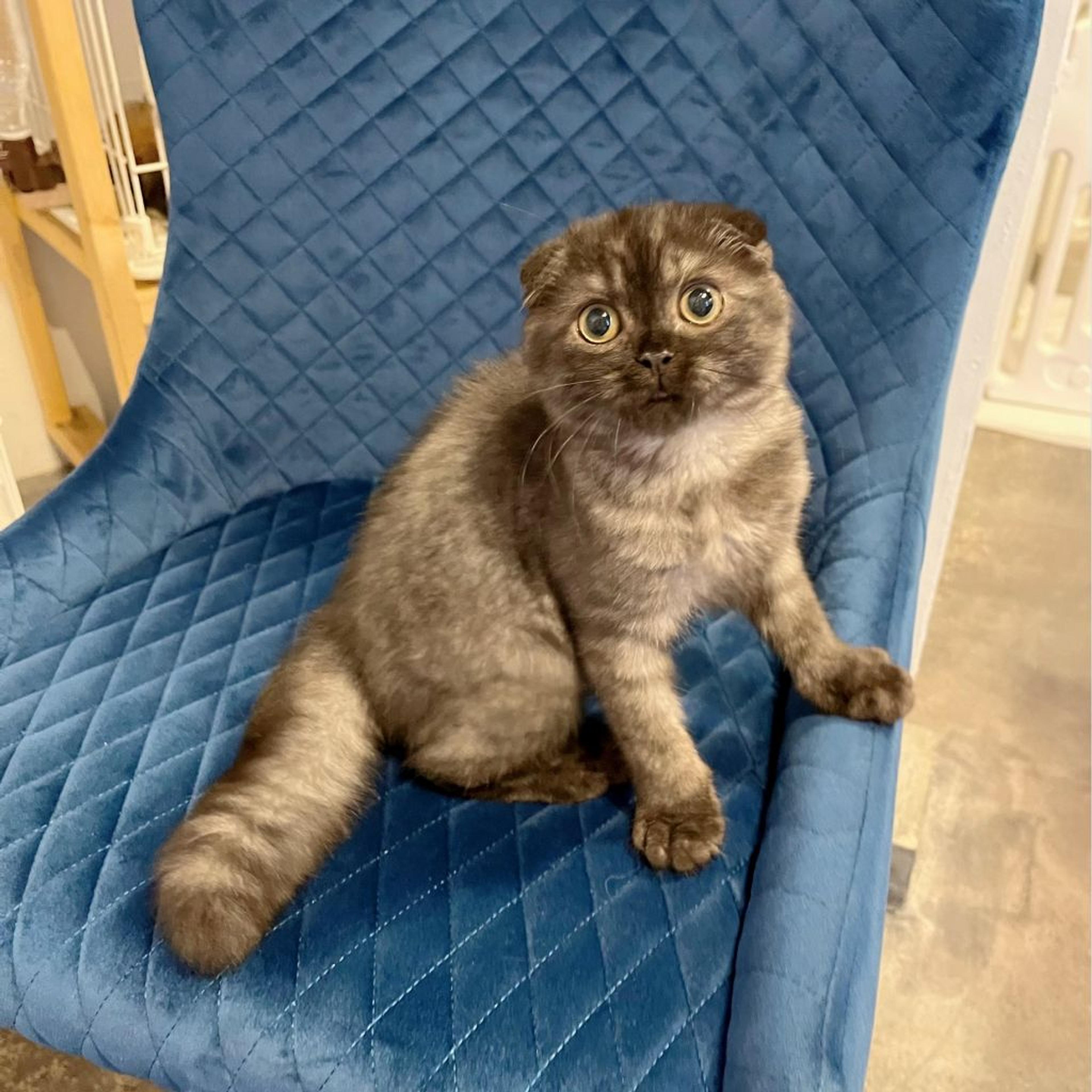 pet-image-6