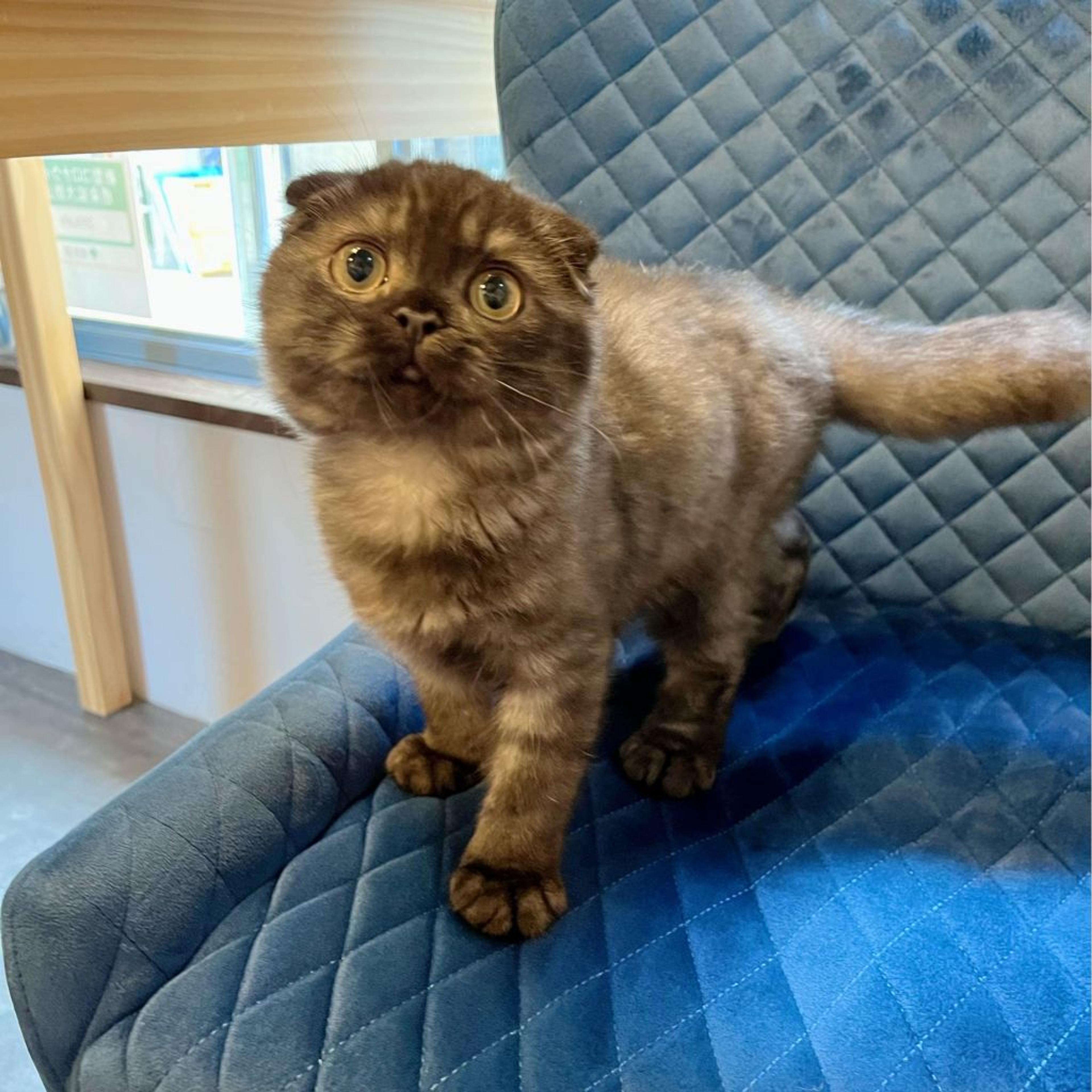 pet-image-7