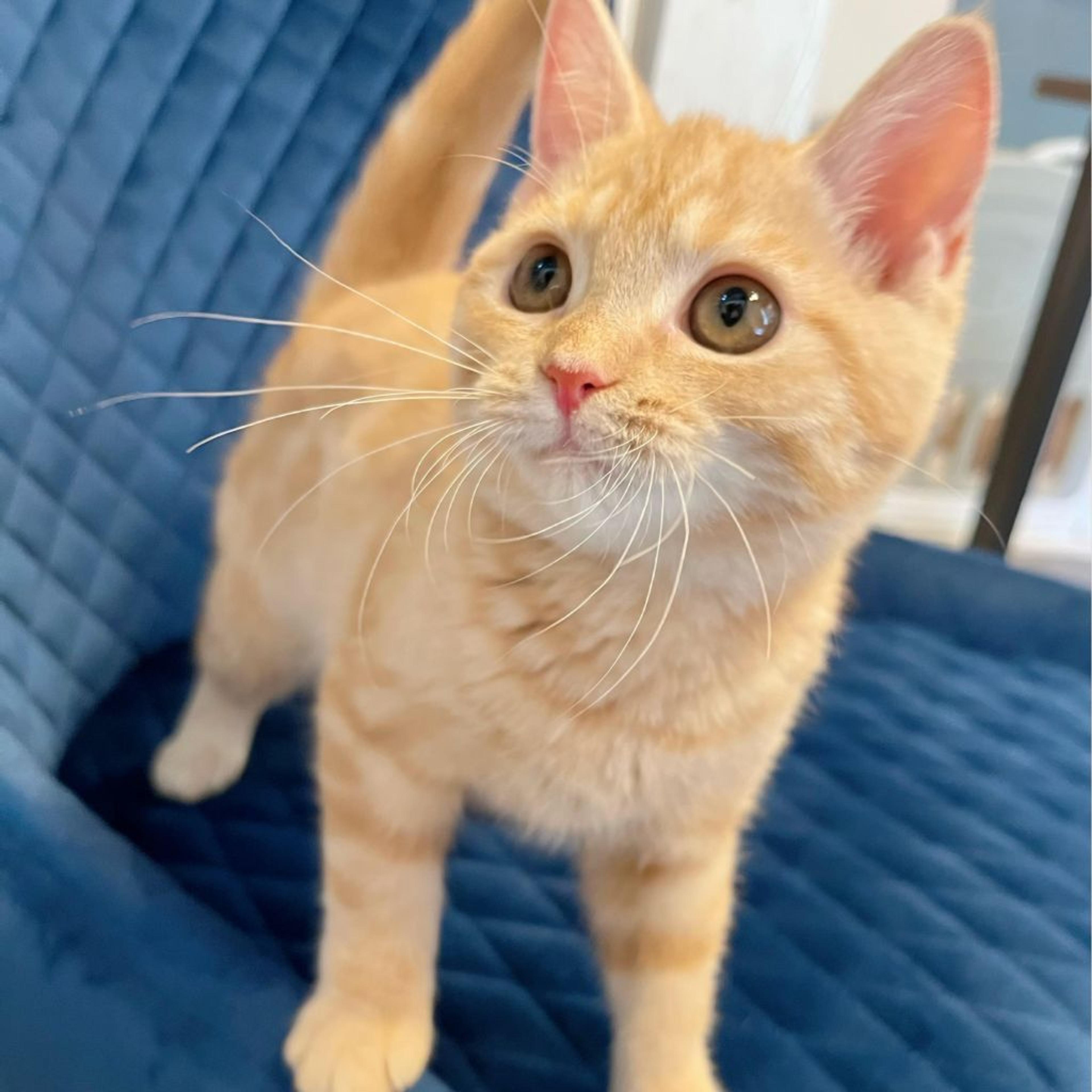 pet-image-2