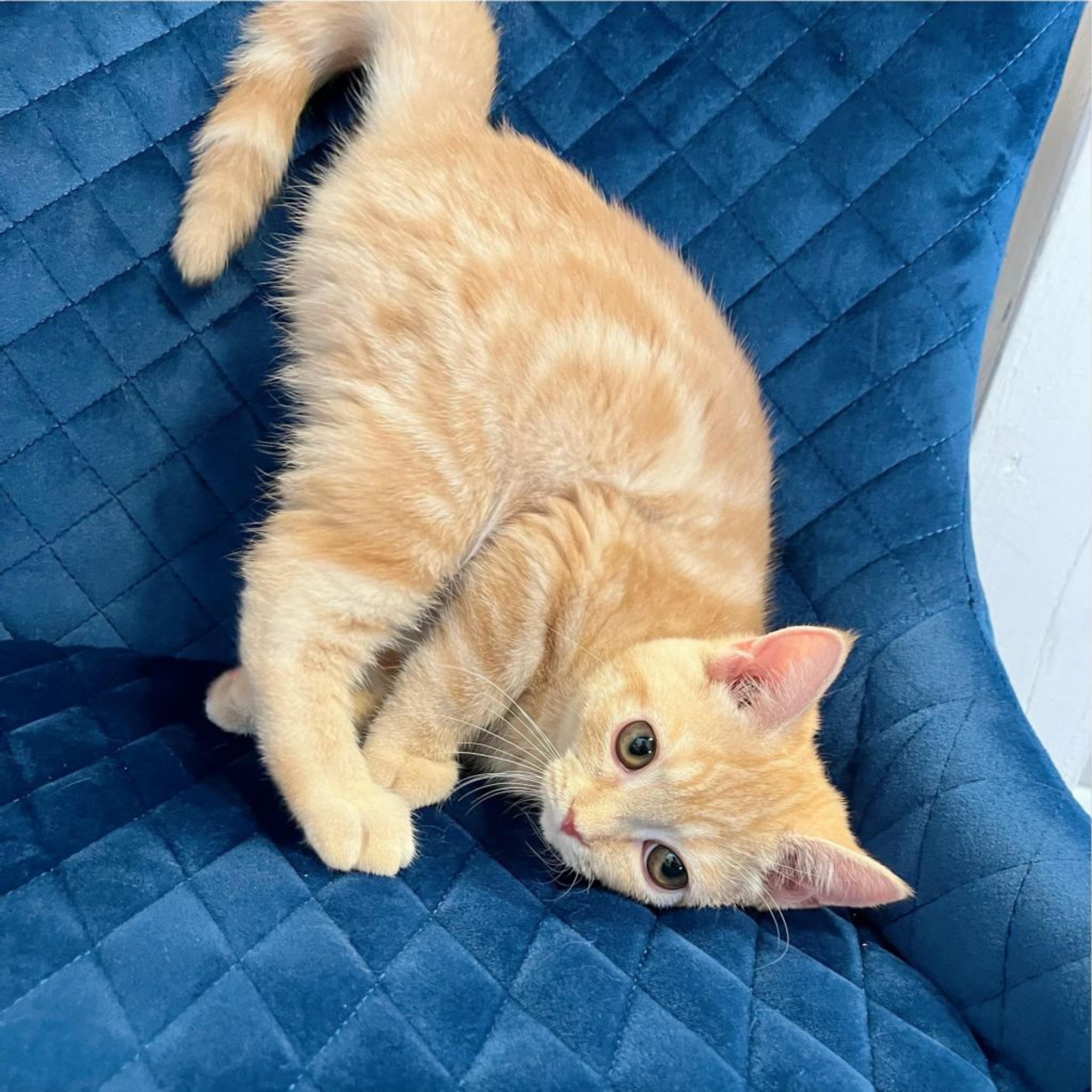 pet-image-3