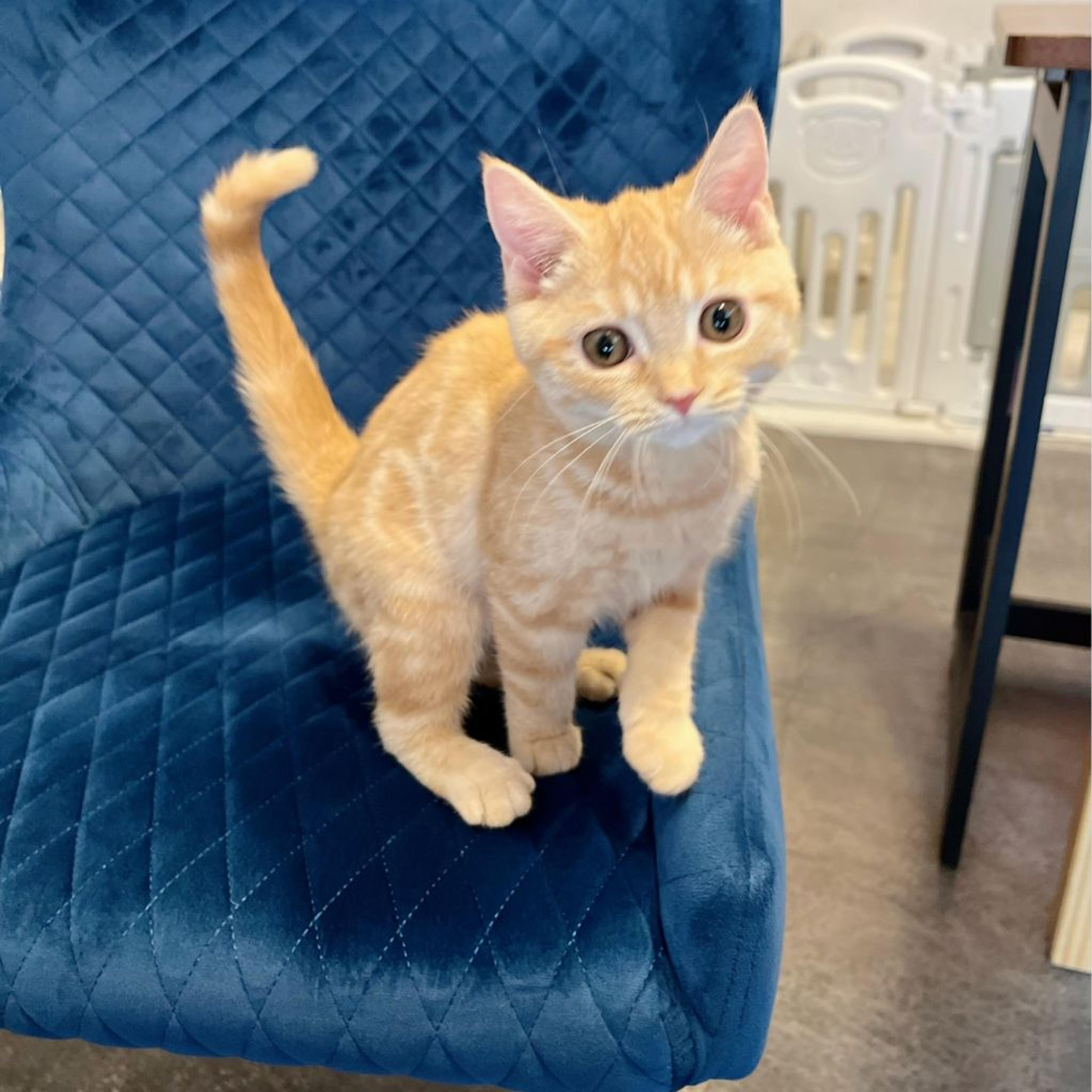 pet-image-4