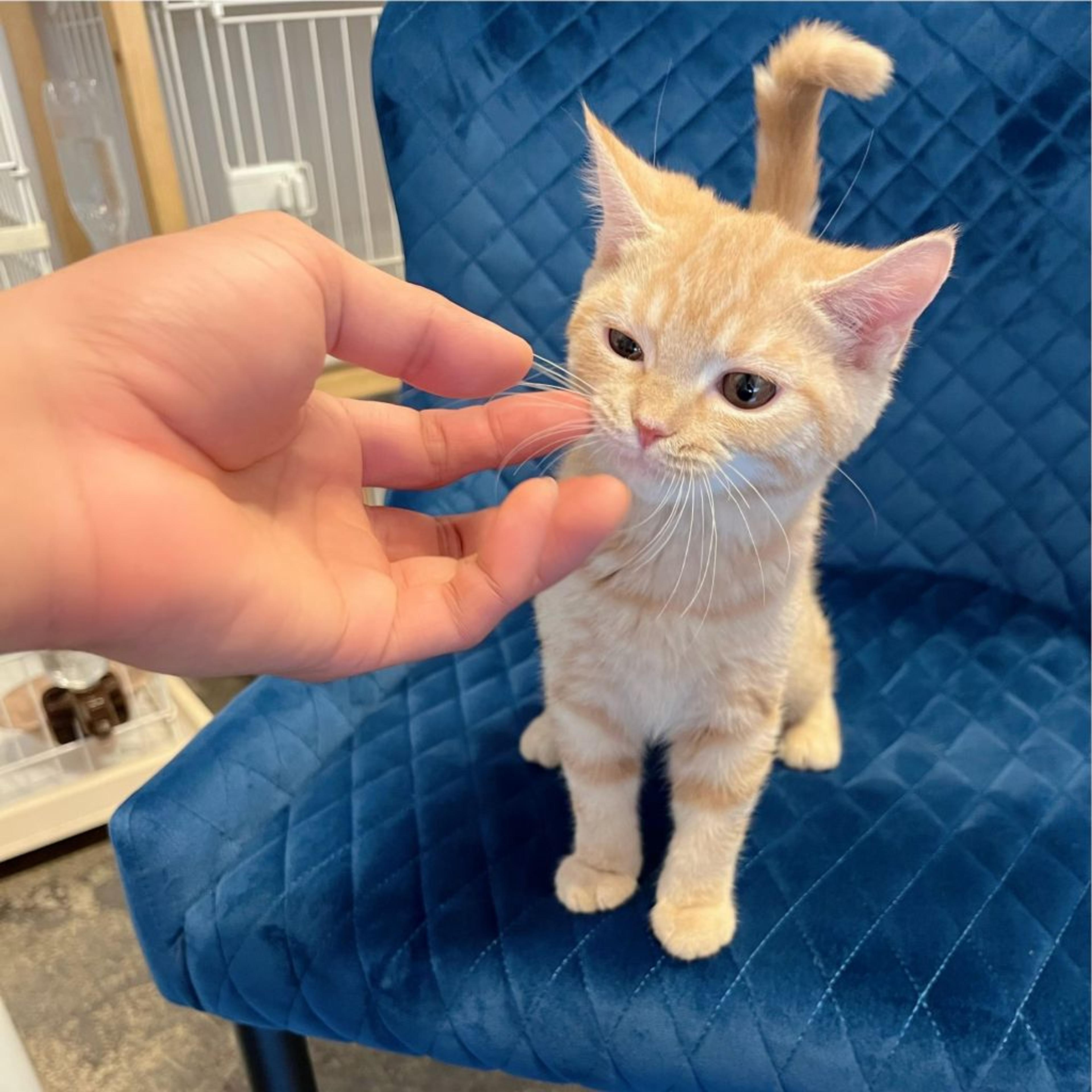 pet-image-6