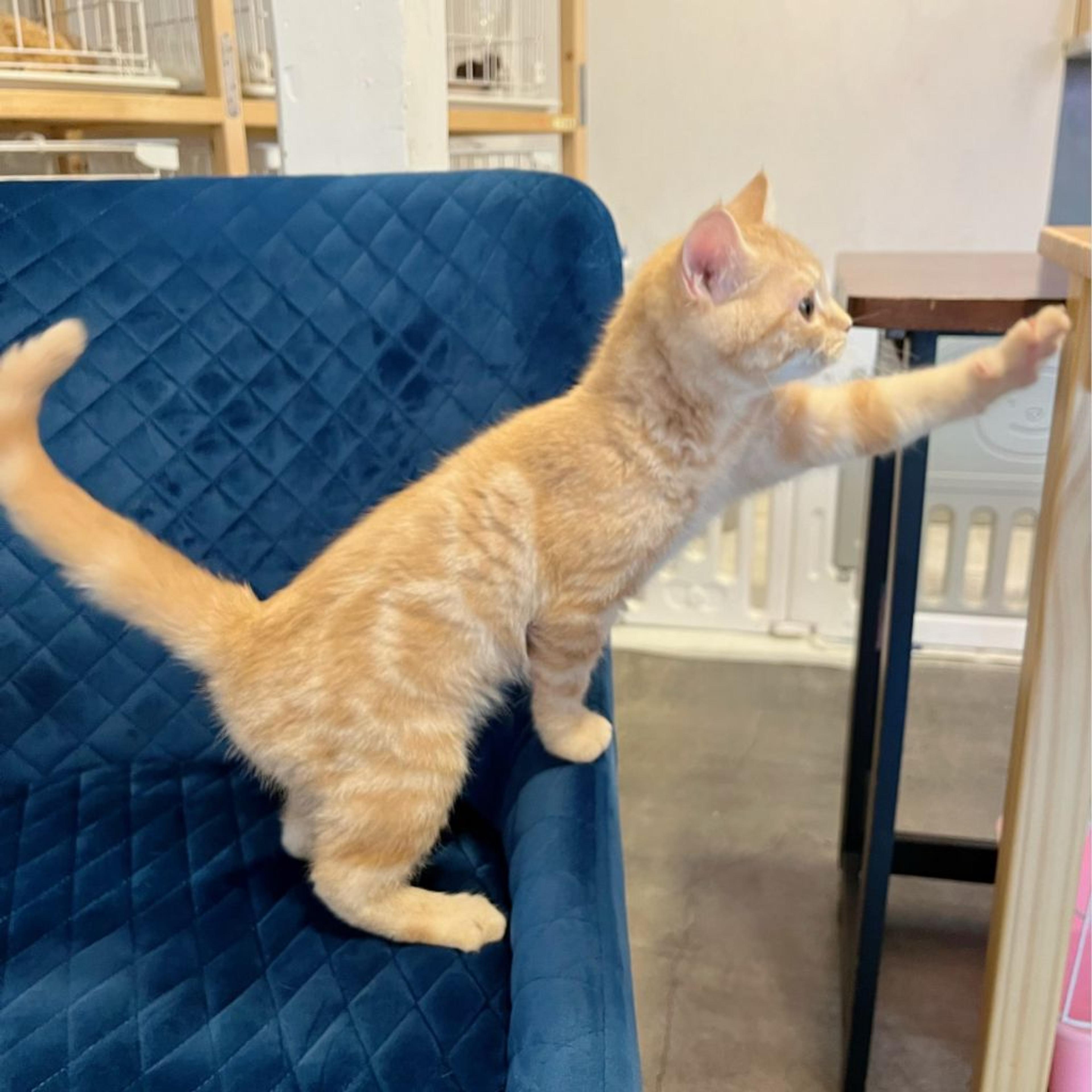 pet-image-8