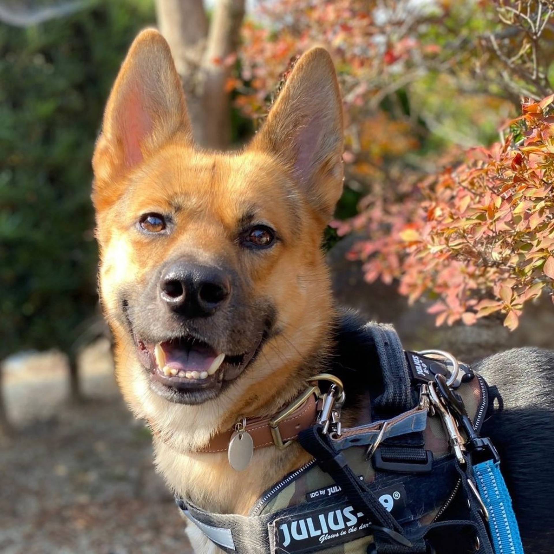 雑種（ミックス犬）・オスの里親募集の写真