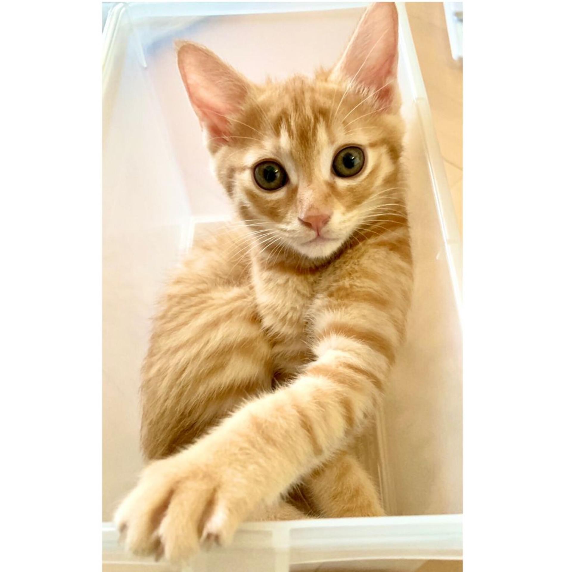 pet-image-3