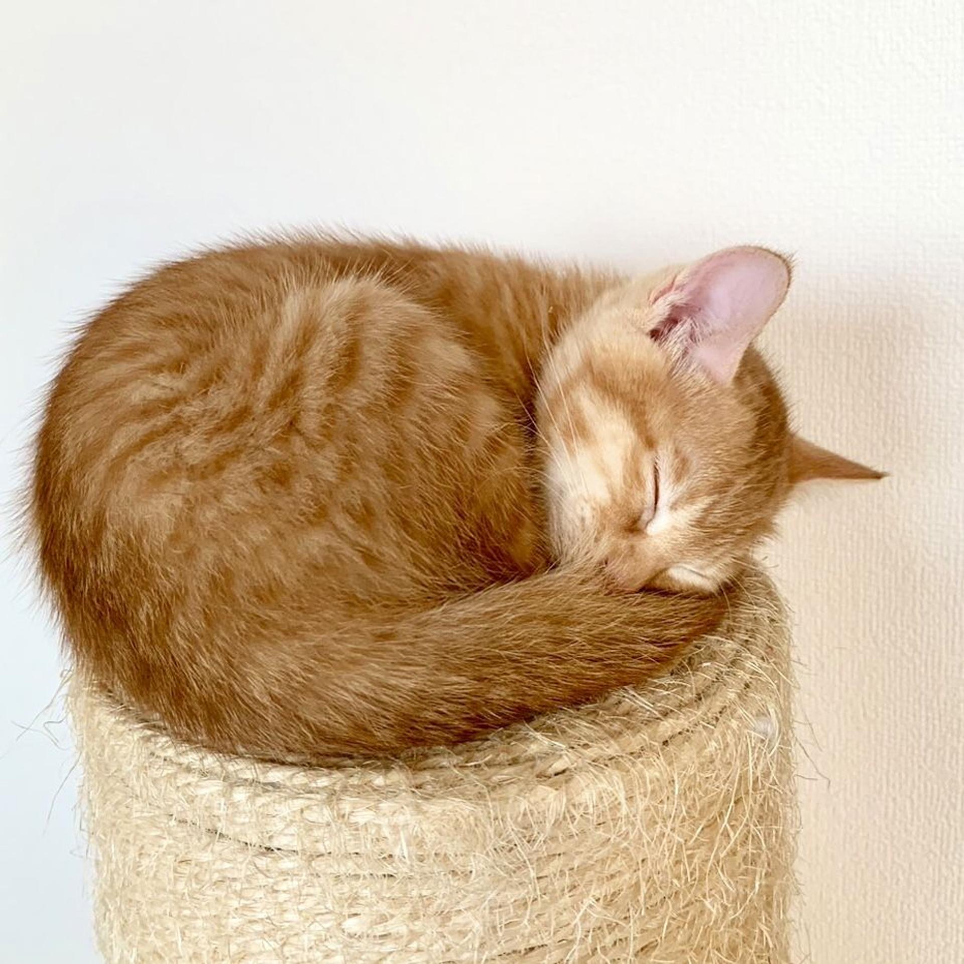 pet-image-4