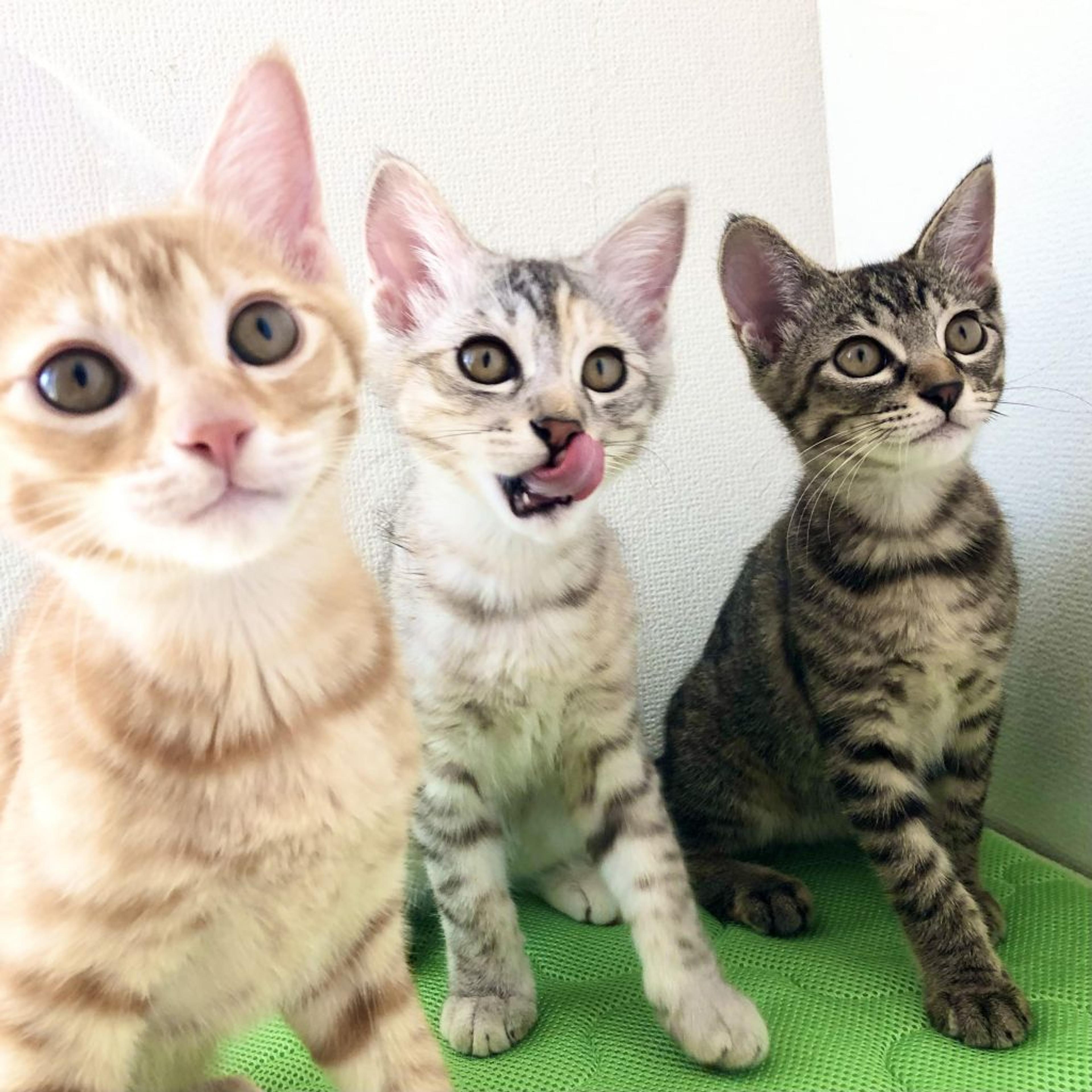 pet-image-6