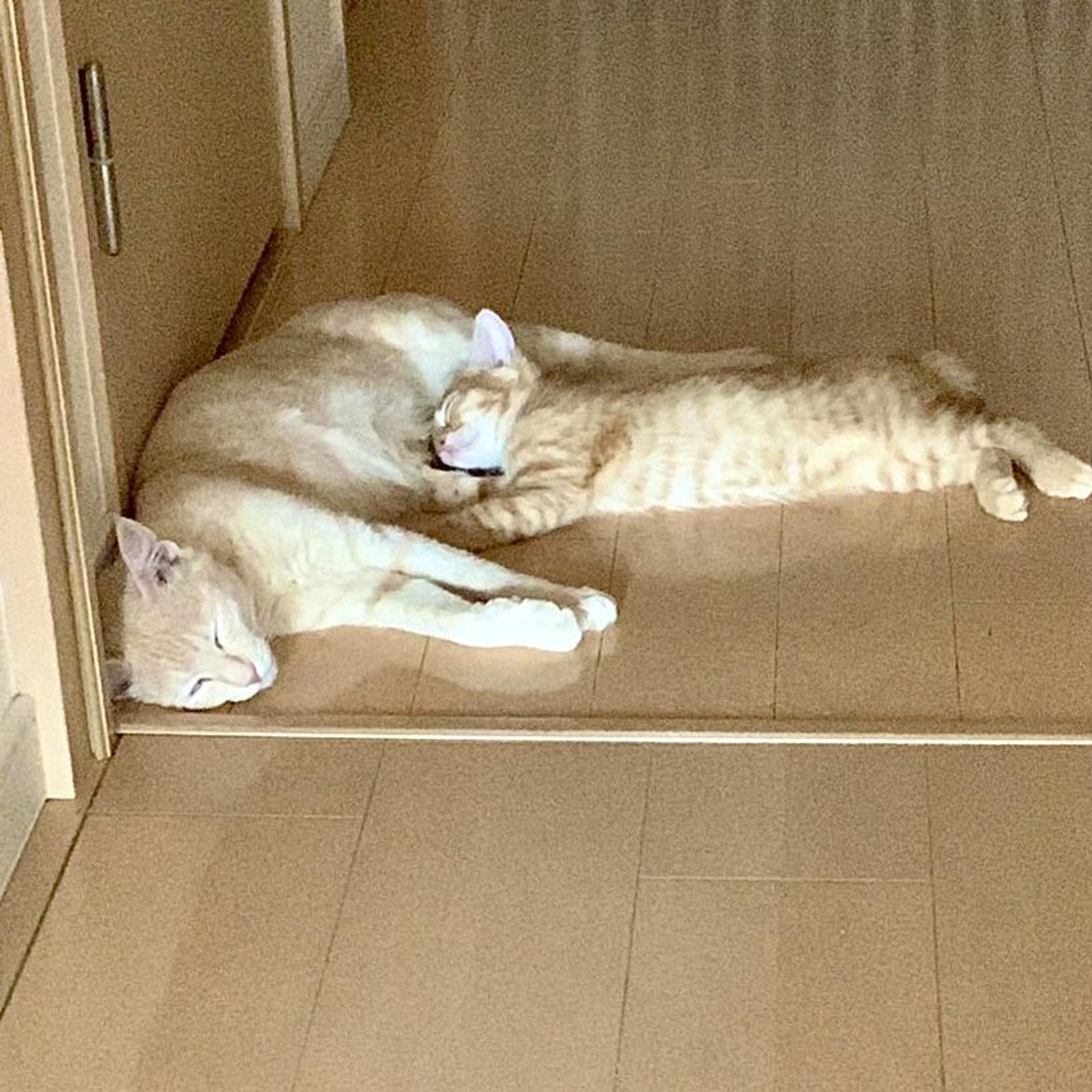 pet-image-7