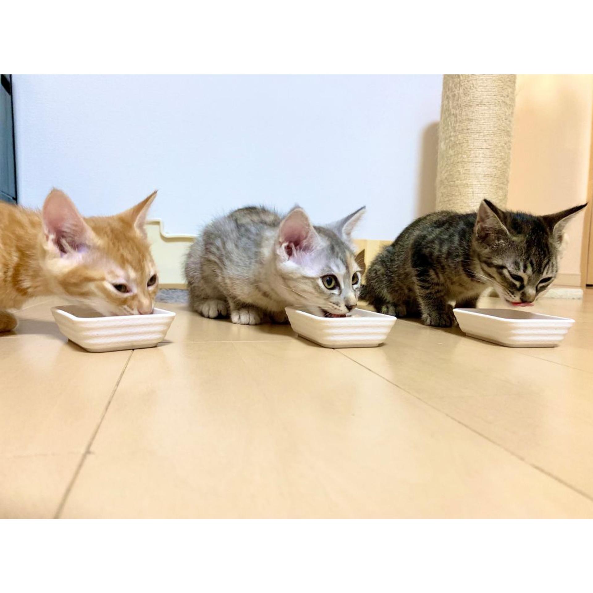 pet-image-8