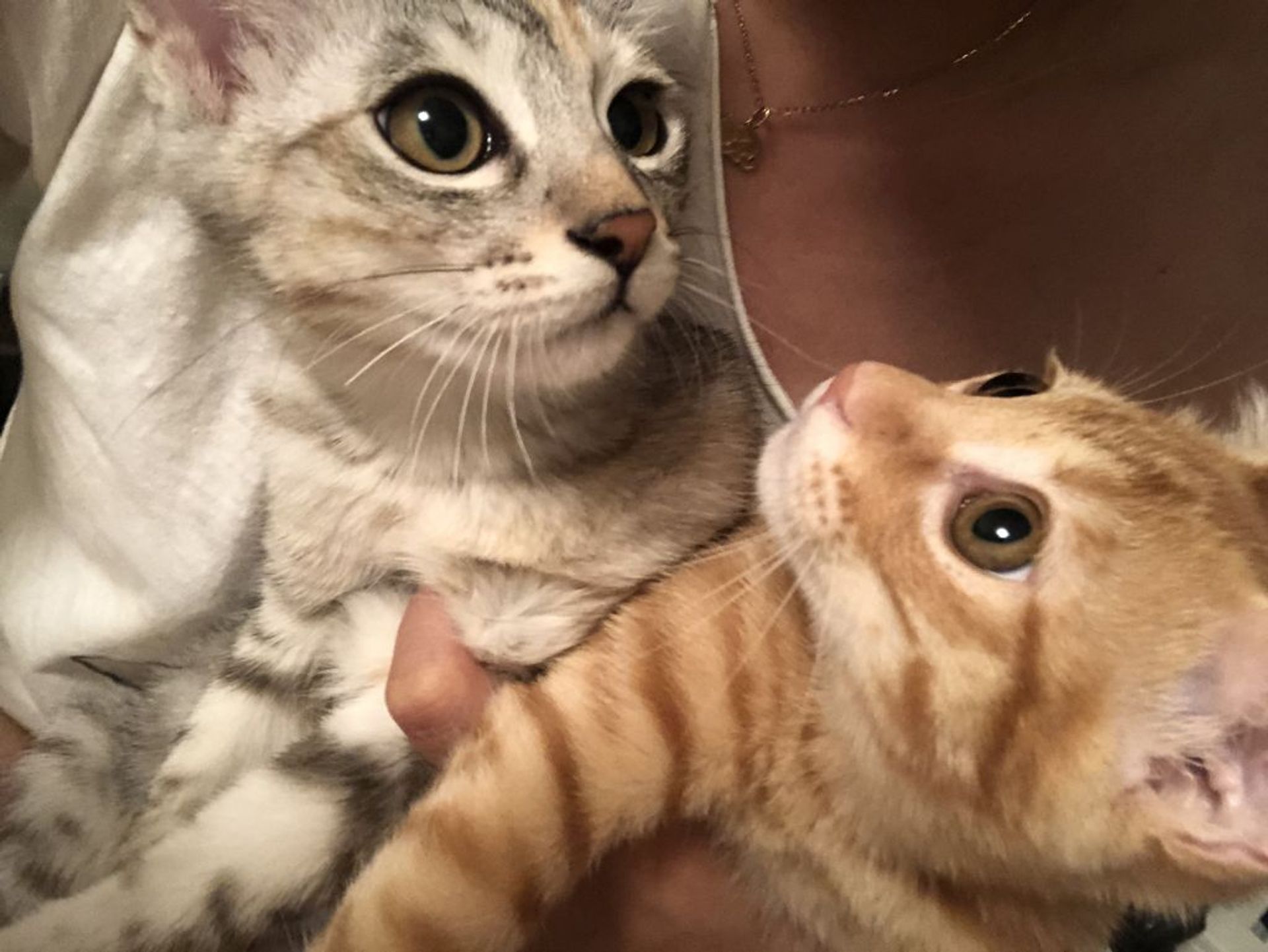 雑種（ミックス猫）・オスの里親募集の写真