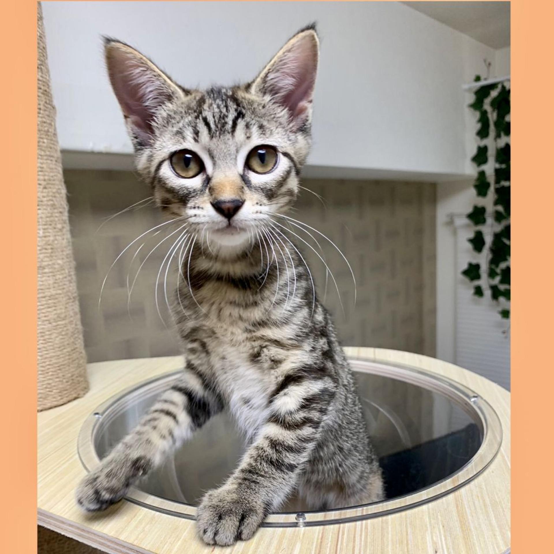 pet-image-3