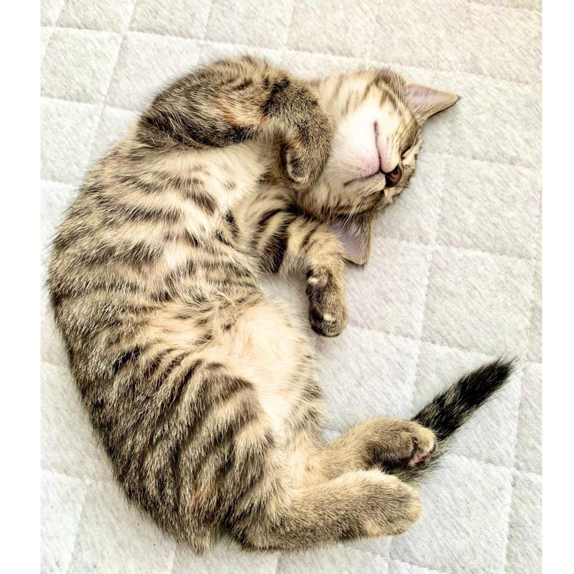 pet-image-7