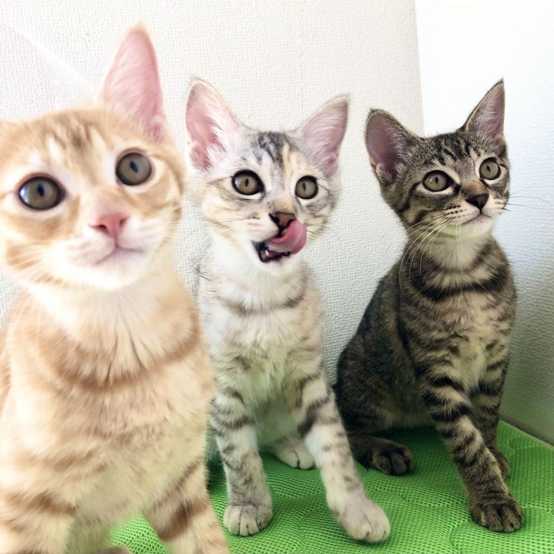 pet-image-9