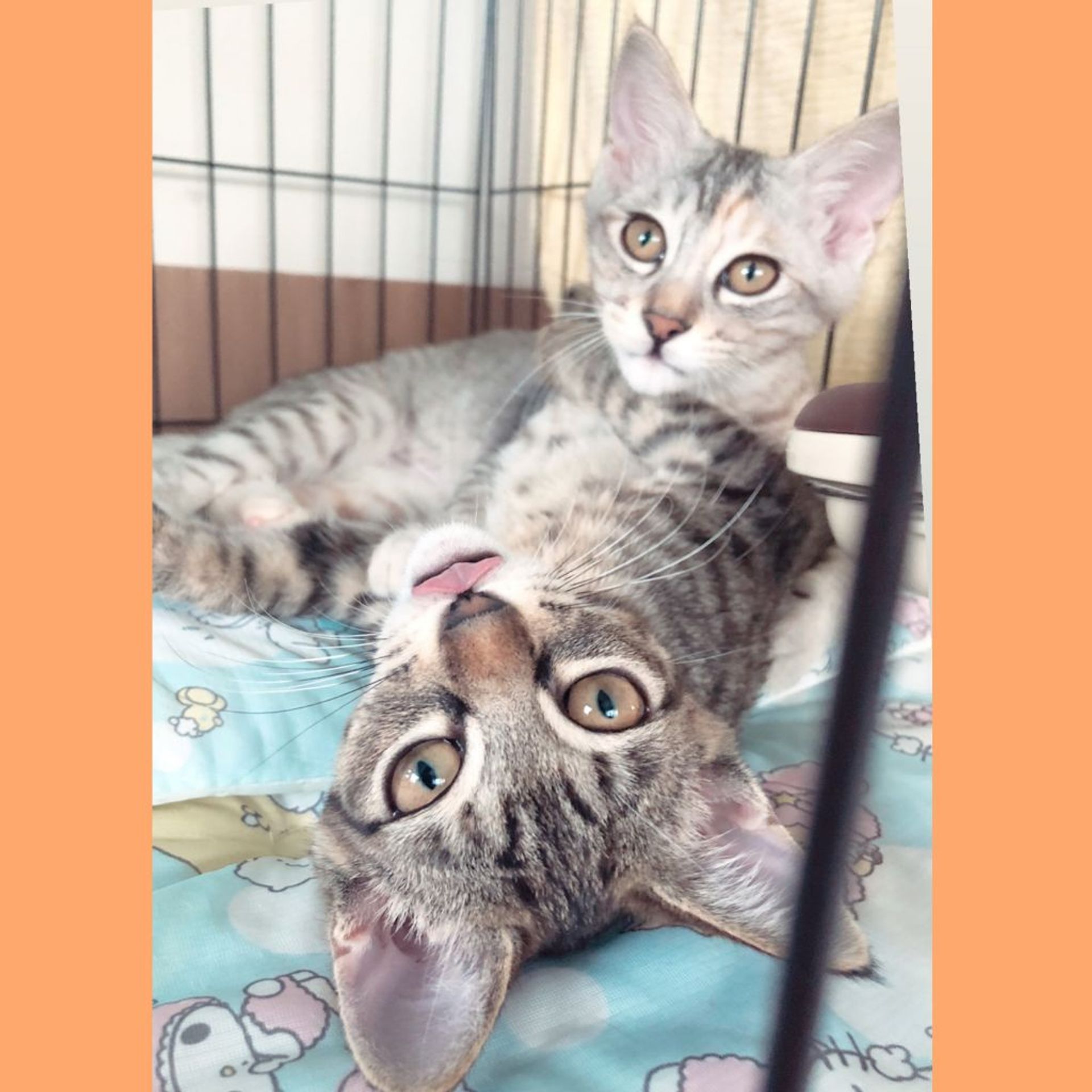 雑種（ミックス猫）・メスの里親募集の写真