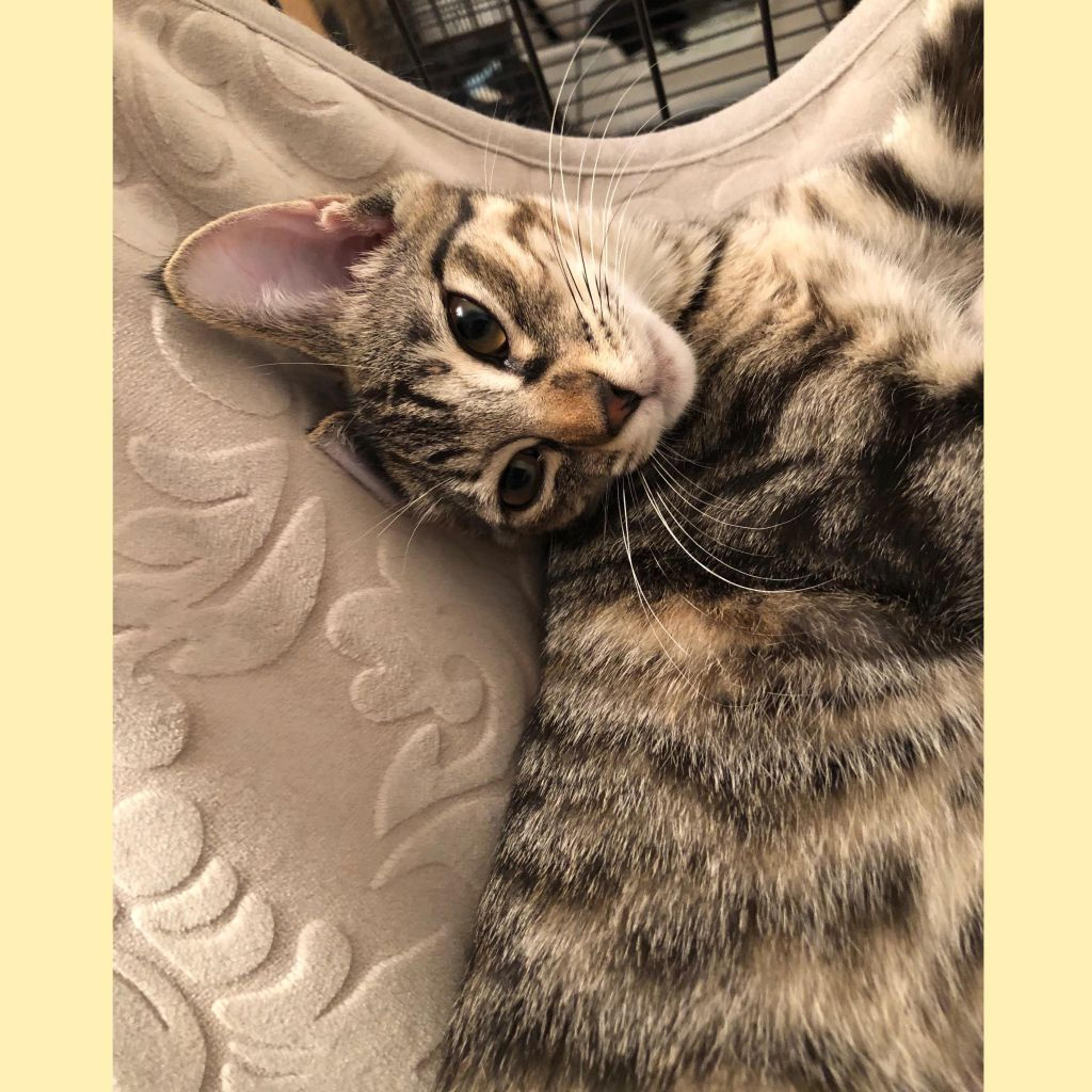 pet-image-2
