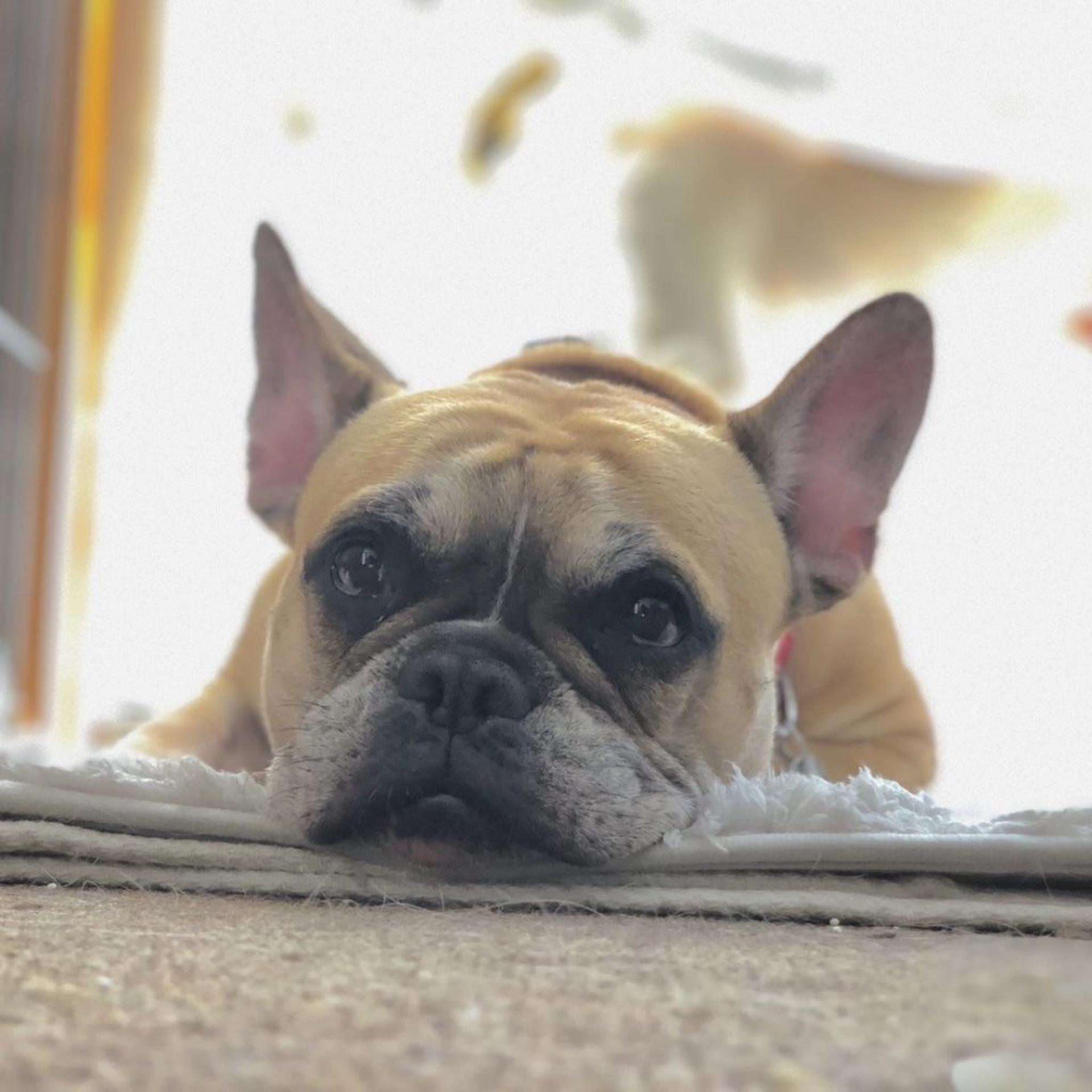 pet-image-2